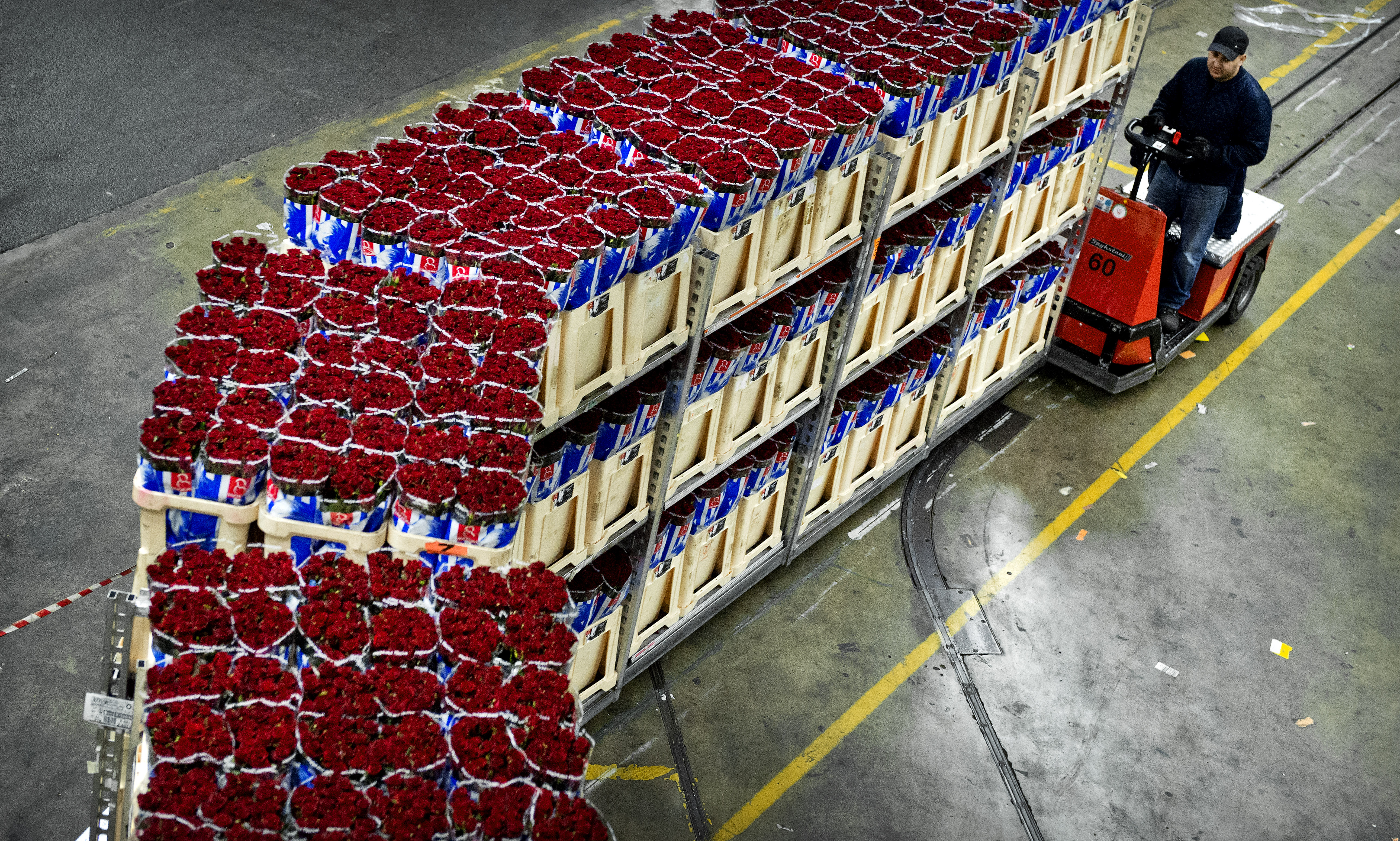Bloemenveiling FloraHolland gaat reorganiseren en schrapt daarbij ongeveer 200 voltijdbanen. Dat heeft het bedrijf donderdag bekendgemaakt. Door de veranderende marktomstandigheden heeft het veilingbedrijf minder werk en lopen de inkomsten terug. ,,De organisatie zal compacter en eenvoudiger worden ingericht. Het aantal managementfuncties wordt met ongeveer 25 procent ingekrompen'', aldus FloraHolland. De onderneming sluit gedwongen ontslagen niet uit. FloraHolland verwacht dat de eenmalige kosten van de reorganisatie ongeveer 20 miljoen euro bedragen. CNV Dienstenbond begrijpt wel dat de onderneming moet reorganiseren. ,,Het aanbod van werk op de veilingvloer loopt terug, mede doordat het bedrijf de werkzaamheden onder invloed van digitalisering anders gaat organiseren'', aldus de vakbond. FloraHolland heeft in totaal 4100 medewerkers in dienst.
