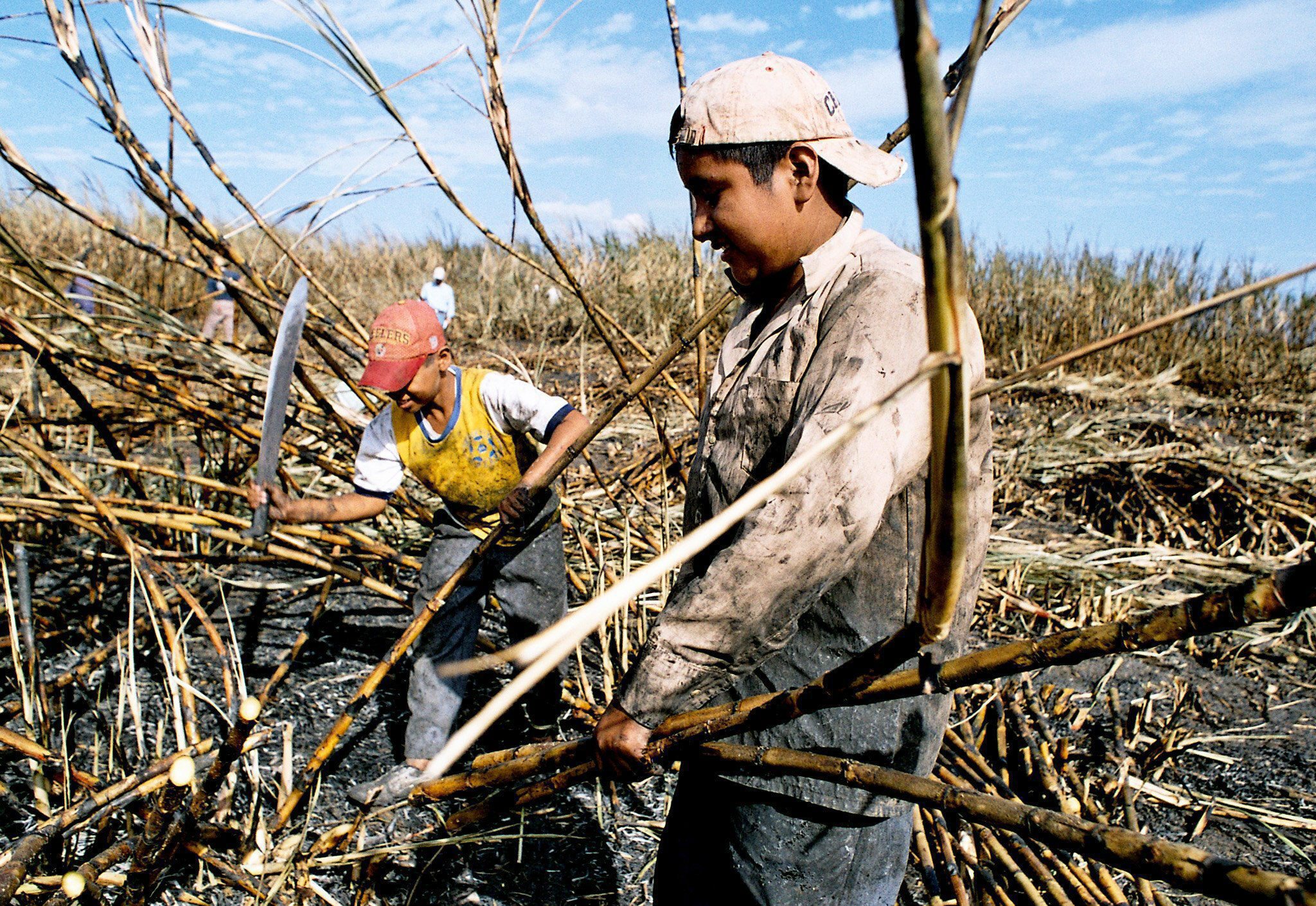 De tien grootste voedselbedrijven ter wereld doen veel te weinig om te voorkomen dat in arme landen grond wordt geroofd om er suiker op te verbouwen. Dat stelt Oxfam Novib in een woensdag gepubliceerd rapport. Bedrijven als Coca-Cola, Nestlé, Unilever en Pepsico hebben volgens Oxfam Novib "als opkopers van suiker de verantwoordelijkheid" om zogenoemde landroof en de bijbehorende mensenrechtenschendingen aan te pakken. Bijvoorbeeld door daarover afspraken te maken met de overheden in die landen en met de handelspartners waarvan de bedrijven suiker kopen. "Ook al hoeft het niet van de wet en bezitten deze bedrijven de plantages niet zelf. Ze zijn namelijk wel gebonden aan internationale afspraken over mensenrechten." Sinds 2000 is door tussenhandelaren zeker 4 miljoen hectare land geclaimd voor suikerplantages, die onder meer leveren aan grote voedselproducenten. Volgens Oxfam Novib zijn de tien grootste voedselproducenten van de wereld niet open over wat ze doen om landroof tegen te gaan en voeren ze evenmin een zerotolerancebeleid. Coca-Cola Coca-Cola, één van de grootste suikergebruikers ter wereld, liet in een reactie weten dat het bedrijf "samenwerkt met Oxfam Novib om wereldwijde uitdagingen aan te kaarten". Het bedrijf zet zich voor duurzame productie in met speciale richtlijnen. "Die roepen op tot erkenning en behoud van de rechten van gemeenschappen en volken om toegang te houden tot hun land en de bijbehorende grondstoffen en promoten het respect voor mensenrechten op het boerenbedrijf door werkgevers en -nemers." Volgens de directeur campganes bij Oxfam Novib, Tom van der Lee, ligt dat wat genuanceerder: "Wat ons betreft is er nog geen sprake van samenwerking. We zijn met ze in gesprek en hebben kritische vragen over landconflicten in de suikerketen bij Coca-Cola neergelegd. We verwachten concrete stappen van Coca-Cola." Nestlé scoort goed Nestlé scoort in de ogen van Oxfam Novib het best van de tien bekeken bedrijven en laat weten daar trots op te zijn. Anderzijds is Oxfam Novib nog niet tevreden over de prestaties van het bedrijf. "We erkennen ook dat het verbeteren van de voedselzekerheid meer inspanning vereist van alle betrokken partijen, waaronder de voedingsindustrie. Wij ondersteunen de inspanningen van Oxfam Novib om vooruitgang te boeken er voeren op globaal niveau continu gesprekken", aldus Nestlé in een reactie. Lees ook China koopt 'België' in Oekraïne