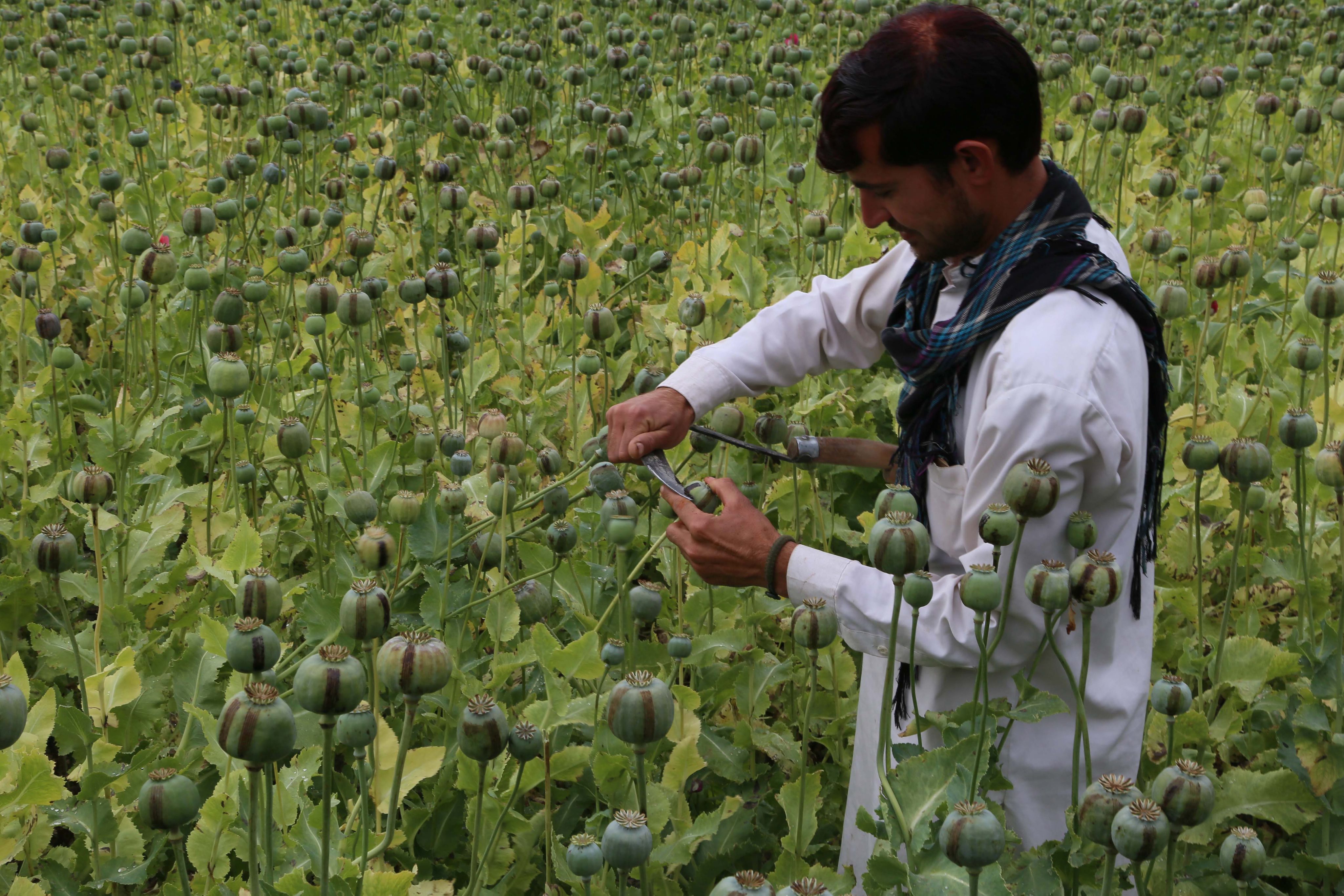 De teelt van papaver is booming in Afghanistan