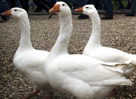 In Nederland mag je ganzen houden voor je lol, maar niet om er foie gras van te maken: de fok hiervan, inclusief het drie keer per dag dwangmatig voeren om de lever tot grote omvang op te voeren, wordt als te dieronvriendelijk beschouwd. Voor de liefhebbers: Wakker Dier, dat import en verkoop volledig wil verbieden, heeft een inzichtelijke slideshow over de niet malse productiemethoden. Vooralsnog consumeren we in Nederland jaarlijks enkele tienduizenden kilo's, al dan niet op een toastje. Neem dan Frankrijk. Het land is de grootste producent én consument van foie gras. En het is daar trots op. Zo'n vierhonderd bedrijven zijn in de sector actief, goed voor een omzet van pakweg 2,5 miljard. Het gaat hen goed, ondanks de tanende koopkracht in Frankrijk zelf. Ze durven de prijzen te verhogen: een potje van 180 gram kost deze Kerst 22 euro, bijna 2 euro meer dan vorig jaar, schrijft de zakensite Quartz. En dan is er nog de export: zo'n 57 procent van de productie gaat over de grens. Hongarije is de enige stevige concurrent, maar volgens kenners kan die qua smaak niet tippen aan de Franse levers. En de Franse branche heeft weinig last van dierenactivisten. De socialistische president Hollande had kort na zijn aantreden een ontmoeting met mensen uit de sector. We zouden graag mee foie gras hier in Frankrijk hebben, zou hij bij die gelegenheid gezegd hebben.