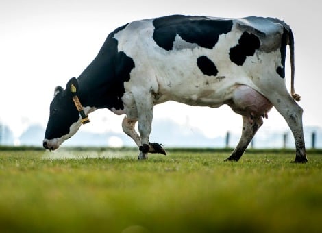 De toenemende aandacht voor het welzijn van landbouwdieren als kippen en koeien komt nog te weinig door in de directiekamers van grote bedrijven. Dat staat in een maandag gepubliceerd rapport in opdracht van de internationale dierenwelzijnsorganisaties WSPA (World Society for the Protection of Animals) en CIWF (Compassion in World Farming). Voor het onderzoek werd gekeken naar 70 mondiale bedrijven, waaronder grote supermarktketens, groothandels, restaurants, bars en voedselproducenten. 70 procent daarvan erkent dat het welzijn van landbouwdieren een belangrijke kwestie is, maar slechts 56 procent heeft hierover formeel beleid opgesteld, constateren de onderzoekers. "Niet meer dan 39 procent beschrijft hoe hun directie toeziet op het dierenwelzijn en maar 41 procent heeft doelstellingen en streefcijfers op dit terrein gepubliceerd." Lichte verbetering Vergeleken met vorig jaar is het aantal bedrijven dat dierenwelzijn erkent als een kwestie die aandacht verdient wel wat toegenomen. In 2012 had nog maar 46 procent van de onderzochte bedrijven formeel beleid gepubliceerd. Volgens de onderzoekers was er vooral verbetering te zien bij het Zwitserse voedingsmiddelenconcern Nestlé, de Franse cateraar Sodexo en de Amerikaanse winkelgigant Wal-Mart. Verder oordeelt het rapport onder meer positief over de Zwitserse Coop Group, de Britse warenhuisketen Marks & Spencer en het Brits-Nederlandse Unilever.