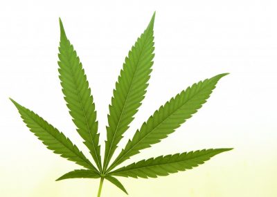 wiet De burgemeester van Heerlen zei vorige week dat zijn gemeente zelf wiet wil gaan telen. Gaan oude tijden herleven? Nederland was in Nederlands-Indië ooit een drugsbaron: het had het monopolie op de productie en verkoop van opium. In Batavia stond een eigen fabriek, waar wel duizend werknemers ruwe opium geschikt maakten voor consumptie. De fabrieksdirecteur rapporteerde rechtstreeks aan het ministerie van Financiën. De inval van de Japanners in 1942 maakte een einde aan die zogeheten opiumregie. De regering was indertijd uiterst pragmatisch: de opiumconsumptie bleek uiterst hardnekkig. In plaats van een totaalverbod en een jacht op criminelen koos men voor reguleren én belasten. Dat nam het illegale circuit de wind uit de zeilen. De tijd lijkt werelwijd rijp om die inzichten van toen opnieuw toe te passen. De strijd tegen drugshandel blijkt hopeloos. En de gezondheidsrisico's van cannabis zijn vergelijkbaar met die van alcohol en sigaretten. Uruguay is sinds december vorig jaar het eerste land ter wereld dat de productie, verkoop en bezit van marihuana niet langer strafbaar stelt. Zelfs in de VS teert het tij. In Colorado bestaan sinds 1 januari dit jaar legale marihuanawinkels. Ook de staat Washington acht marihuana niet langer illegaal. Twintig Amerikaanse staten staan het gebruik van cannabis voor medisch gebruik inmiddels toe. Soms zeer ruimhartig. Nederland loopt dus inmiddels niet meer voorop. Wij hebben een bizar systeem: wij verbieden én gedogen de verkoop van cannabis via coffeeshop voor persoonlijk gebruik. Tegelijkertijd verbieden én vervolgen we de productie. Dat leidt tot gekke toestanden: coffeeshops moeten zich in bochten wringen om hun aanvoer veilig te stellen, met kansen voor criminelen en wisselende productkwaliteit. Justitie strijdt inmiddels een verloren strijd tegen de wietteelt: alleen in Heerlen werden vorig jaar 130 illegale wietplantages opgerold. Vaak gewoon in woonhuizen. Wiet voor beginners Cannabis is de verzamelnaam voor wiet en hasj. Wiet (ook wel marihuana) wordt gemaakt van de gedroogde en gemalen bloemtoppen van de vrouwelijke hennepplant. Hasj wordt gemaakt van de hars van diezelfde hennepplant. Cannabis kent talloze medische toepassingen, zoals bij pijnbestrijding. Cannabis is ook een genotmiddel. Hoe meer THC (de actieve stof) het bevat, hoe sterker het effect. Cannabis kan, net als sigaretten, bij herhaaldelijk gebruik verslavend werken. Bij een joint krijg je meer teer binnen dan bij een sigaret. Mannelijke hennepplanten bevatten nauwelijks THC. Ze zijn niet illegaal; ze leveren produkten op als hennepolie en vezels. Cannabis is wereldwijd populair. Het gebruik in Nederland is fors lager dan het Europese gemiddelde. Het legaliseren van drugs, om te beginnen met softdrugs, kan Nederland veel geld opleveren. Ambtenaren van het ministerie van Financiën hebben al eens berekend dat accijnzen en andere belastingen de schatkist met zo'n kwart miljard kunnen spekken, ontdekte het KRO-programma Reporter in 2012. De besparingen op politie en openbaar ministerie zouden bij legalisering al gauw 150 miljoen euro opleveren, berekende econoom Martijn Boermans drie jaar terug. De totale opbrengst bij legalisering schat hij zelfs op 650 miljoen à 1,05 miljard euro dankzij accijns, winstbelasting en bestedingen van buitenlandse toeristen. Legalisering zou een bestaande bedrijfstak waar nu al minstens 500 miljoen euro onbelast in omgaat dus een extra impuls geven. Tuinders krijgen nieuwe kansen op een interessant gewas, met talloze interessante nicheproducten. De pakweg 700 Nederlandse coffeeshops zijn verzekerd van probleemloze aanvoer. Hun klanten (onder wie 1 miljoen Nederlanders) krijgen waar voor hun geld: constante kwaliteit tegen mogelijk lagere prijzen: de lagere inkoopkosten compenseren de accijns. Als de regering de prijzen te laag vindt, kan ze - net als met sigaretten - gewoon de accijns verhogen. Dan daalt de consumptie. Dat wisten ze al een eeuw geleden in Nederlands-Indië. Minister Opstelten van Veiligheid en Justitie wil niets van legalisering weten. Eind december schreef hij nog aan de Tweede Kamer, dat internationale verdragen dat onmogelijk maken. Europees recht zou verbieden om belastingen te innen rond hennepteelt. In de VS speelt overigens iets vergelijkbaars: marihuana is volgens federale wetgeving nog altijd illegaal. Misschien moet Opstelten toch eens een jointje opsteken met minister Dijsselbloem van Financiën. Die weet de weg in Europa. En die heeft als schatkistbewaarder het meest te winnen bij legalisering.