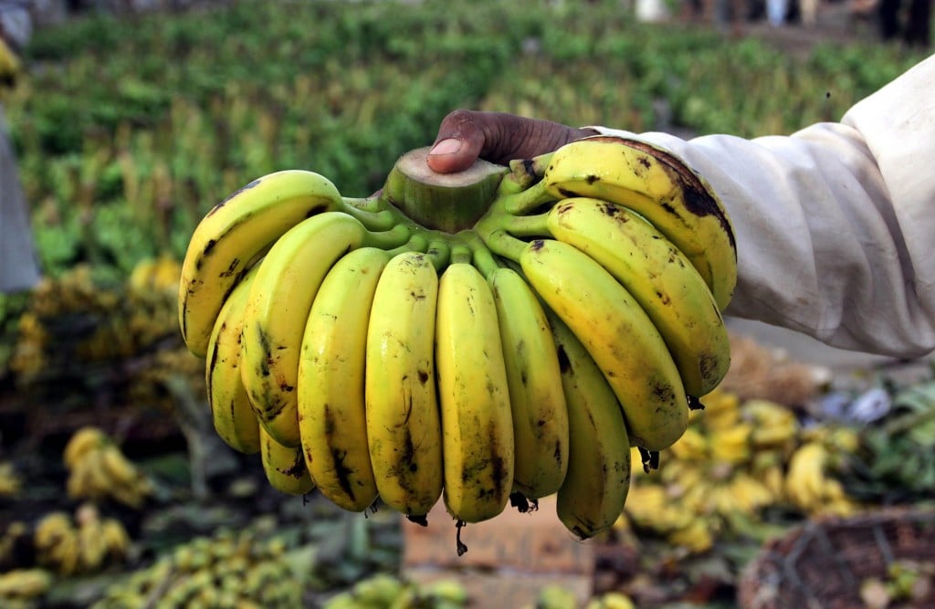 Het Panama-virus vernietigt bananenoogsten en is bezig aan een opmars door de wereld. Het virus zou 80 procent van de bestaande bananensoorten kunnen uitroeien. De banaan loopt gevaar, schrijft Quartz. Een plantenvirus dat voor het eerst in de jaren negentig werd aangetroffen in Zuidoost-Azië, lijkt bezig aan een langzame opmars door de wereld. De zogenoemde Panama-ziekte, die wordt veroorzaakt door een schimmel die bekend staat onder de naam Ras 4, vernietigt bananen van binnenuit en verandert het vruchtvlees in een rottende massa. Oversteek naar Zuid-Amerika Nadat de ziekte heeft toegeslagen in Azië is hij nu ook aangetroffen in Mozambique en Jordanië. Het grote gevaar dreigt als de oversteek maakt naar Zuid-Amerika, 's werelds grootste bananenproducent. Zeventig procent van de wereldproductie komt daar vandaan, goed voor bijna 9 miljard dollar per jaar. De ontdekker van Ras 4, wetenschapper Randy Ploetz, denkt dat het virus al in Zuid-Amerika aanwezig is. Ploetz is hoogleraar fytopathologie aan de Universiteit van Florida. Sommige arbeiders op de bananenplantage in Mozambique kwamen namelijk uit Zuid-Amerika, vertelt hij. "En dit geniepige virus kan zich verplaatsen door besmette machines en gereedschap en zo." Chiquita is niet bezorgd De grootste bananenproducent van de wereld, Chiquita, is niet gealarmeerd. "Er is zeker geen direct gevaar voor de bananenproductie in Latijns-Amerika", zei een woordvoerder van Chiquita in december. Het bedrijf heeft een programma lopen dat de kans op besmetting moet verkleinen. Chiquita haalt zijn bananen voornamelijk uit Zuid-Amerika. De wereld heeft al eens eerder met een vergelijkbare situatie te maken gehad. In de eerste helft van de vorige eeuw werd het tot dan toe meest gebruikelijk bananenras, Gros Michel, vrijwel uitgeroeid door een eerdere variant van het huidige virus, Ras 1. Dat virus werd ontdekt in 1903; vijftig jaar later was Gros Michel vrijwel verdwenen. Tussen 1908 en 1911 werd de volledige Gros Michel-aanplant in Suriname bijvoorbeeld vernietigd door het virus. Cavendish overleefde Ras 1-epidemie Daarom is 99 procent van de bananen die in het westen worden geconsumeerd afkomstig van het ras Cavendish, dat de Ras 1-epidemie overleefde. In zijn tijd bracht Ras 1 voor omgerekend 18,2 miljard dollar schade toe aan de wereldbananenindustrie. Ter vergelijking: de schade van Ras 4 bedraagt alleen al in de Filipijnen 400 miljoen dollar. Ras 4 is echter veel heftiger dan Ras 1: niet alleen de Cavendish, maar vele andere soorten zijn er niet tegen bestand. Ploetz denkt dat 80 tot 85 procent van de jaarlijkse geproduceerde (bak)bananen door Ras 4 kunnen worden uitgeroeid. Grote bananenbedrijven kunnen beter omkijken naar vervangende rassen, voordat het te laat is.