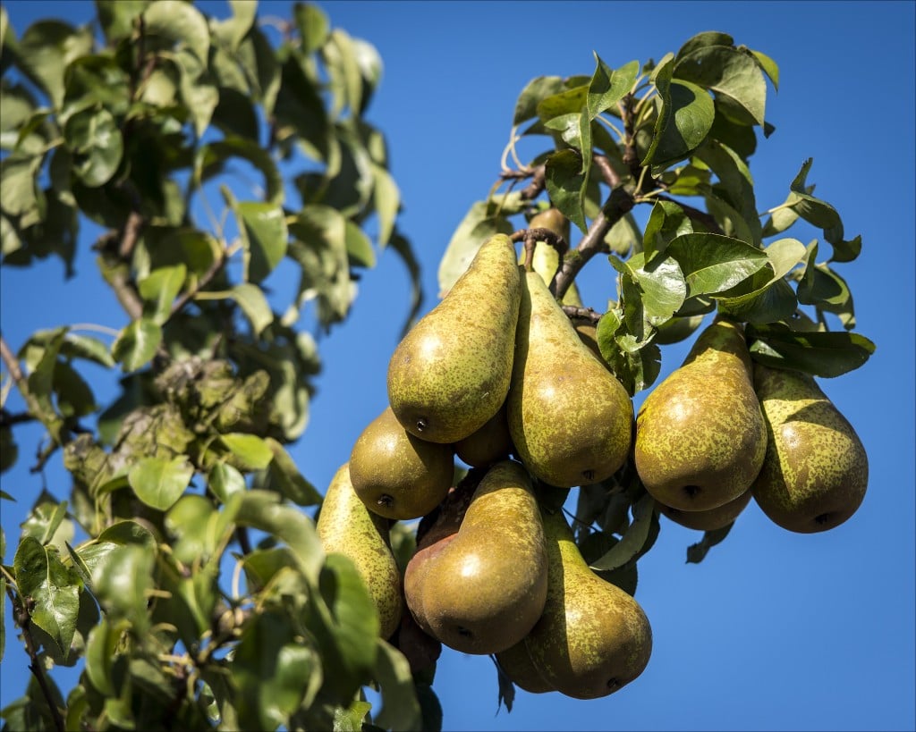 Nederland produceert steeds meer peren, maar wat de betreft de consumptie ligt de peer nog ver achter op de appel. De Nederlandse perenoogst was vorig jaar voor het eerst in de historie groter dan de appeloogst. Er werd 327 miljoen kilo aan peren van de boom gehaald, tegenover 314 miljoen kilo appels. Dat blijkt uit cijfers die donderdag zijn gepubliceerd door het Centraal Bureau voor de Statistiek (CBS). (Klik op grafiek voor uitvergroting) oogste appels peren Nederland wordt perenland De grote perenoogst is vooral te danken aan het toegenomen perenareaal in de afgelopen jaren, stelt het statistiekbureau. De totale oppervlakte van de appelboomgaarden in Nederland neemt anderzijds al decennia sterk af. Sinds 2012 telt Nederland meer perengronden dan appelgronden. (klik op grafiek voor uitvergroting) areaal appels peren In 2013 steeg het areaal peren verder tot 8.509 hectare, terwijl het areaal appels iets verder afnam tot 7.906 hectare. Conference populairste peer Veel appeltelers zijn overgestapt op de perenteelt omdat die voor hen rendabeler is geworden. Internationaal is er veel vraag naar met name de Nederlandse conference-peer, die dan ook veruit de meest geproduceerde peer is. Bij de appels is de Elstar favoriet onder Nederlandse telers. populaire appels en peren Nederland is over het algemeen een gunstig land voor de perenteelt door de doorgaans milde winters. De teelt wordt hier ook steeds innovatiever en professioneler waardoor de productiviteit stijgt. De afgelopen halve eeuw is de perenopbrengst per hectare verviervoudigd. Nederland is in de EU de op drie na grootste perenproducent. Alleen in Italië, Spanje en België is de totale perenoogst doorgaans groter. Appel meest gegeten Aan de consumptiekant liggen de verhoudingen nog wel stevig in het voordeel van de appel. Peren zijn namelijk veel meer een exportproduct. Over de eerste negen maanden van afgelopen jaar lag de Nederlandse uitvoer van peren op 83 duizend ton, tegen 52 duizend ton appels. Recente cijfers van het productschap tuinbouw over de consumptie van appels en peren ontbreken, maar de appel staat al jaren bovenaan: gemiddeld kochten huishoudens in 2009 22,3 kilo appel,tegen 5,1 kilo peer. (klik op grafiek voor uitvergroting) appels en peren Wat de appelconsumptie behoort Nederland wereldwijd overigens tot de toplanden, met een zesde plek. Zie ook deze infographic van weekblad The Economist. Bron: ANP/Z24 Lees ook Ervaringen van een diepvriesproever: blaren van het zout in de mond