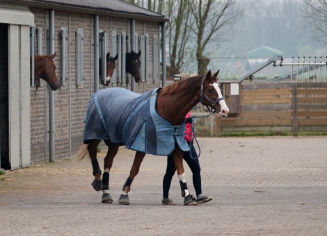 De 15 mensen die donderdagavond werden opgepakt op een manege in het Noord-Hollandse Vijfhuizen, na een vechtpartij om het dressuurpaard Vingino, worden zaterdag door de politie ondervraagd. Iedereen zit nog vast, liet een politiewoordvoerder zaterdag weten. "We moeten eerst duidelijk krijgen wat er precies is gebeurd.'' De ruzie gaat mogelijk over de vraag wie zich eigenaar van het dier mag noemen. Volgens de website Horses is Vingino eigendom van ruiter Tommie Visser en Margriet van Beelen. Visser spreekt zelf over een poging tot ontvoering van het paard, maar de andere partij zegt beschoten te zijn. Twee hennepkwekerijen Alle betrokkenen zijn opgepakt. Omdat het om een grote groep gaat, duren de verhoren mogelijk langer. Vingino, die in beslag is genomen, staat zo lang "op een geheime plek en wordt goed verzorgd". Uit forensisch onderzoek moet nog blijken of er bij de vechtpartij is geschoten. In de manege werden twee hennepkwekerijen ontdekt, waarvoor illegaal elektriciteit werd afgetapt. Vrijdag zijn de kwekerijen ontmanteld. De politie nam ook een aantal voertuigen in beslag. Vechtpartij om Vingino De tien mannen en vijf vrouwen komen uit de omgeving van Leiden en Haarlem. Zij worden verdacht van betrokkenheid bij paardendiefstal. Volgens de politie werden enkele mannen donderdagavond rond 22.00 uur betrapt toen ze het dier wilden weghalen bij de manege. Daarop ontstond een vechtpartij tussen beide partijen die beweren eigenaar van Vingino te zijn. Woordvoerder Leon Veldt vertelt wat er gebeurde bij de manege in Vijfhuizen. [google-drive number='1']