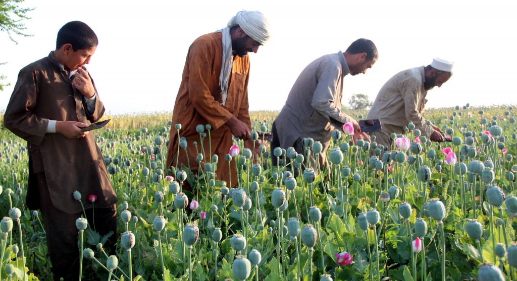 Het mondiale aanbod van opium is afgelopen jaar fors toegenomen, terwijl er juist minder cocaïne beschikbaar is. De grootste producent van opium, Afghanistan, heeft vorige jaar een derde meer opium verbouwd. Er is in 2013 dan ook meer heroïne geproduceerd, schrijft het misdaad- en drugsagentschap van de Verenigde Naties Unodc donderdag in een rapport. Afghanistan neemt zo'n 80 procent van de opiumproductie in de wereld voor zijn rekening.