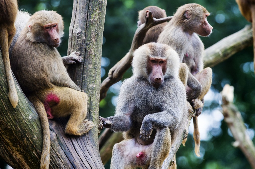 Dierentuinen hebben flink geleden onder de crisis. De bezoekersaantallen zijn gemiddeld met 7,5 procent gedaald tussen 2008 en 2013. Dat blijkt uit onderzoek van het Economisch Bureau van ABN Amro. Attractieparken zagen hun bezoekersaantallen juist met 17 procent stijgen in die periode. Door de crisis zijn Nederlandse consumenten extra op hun centen gaan letten. Dierentuinen, die met name afhankelijk zijn van de binnenlandse markt, merken dat in hun bezoekersaantallen. Volgens ABN Amro staan er nog maar vijf dierentuinen in de top-20 van best bezochte attracties van Nederland. Tien jaar geleden waren dat er acht. dierentuin Minder subsidie Minder bezoekers betekent minder inkomsten. Maar dat is niet de enige financiële klap die dierentuinen voor hun kiezen hebben gekregen. De subsidiekraan is ook dichtgedraaid. "Vaak kregen dierentuinen subsidies van lokale overheden, met als doel de exploitatie rond te krijgen en zo het park in stand te houden", schrijft ABN. "Nu lagere overheden steeds meer taken toegeschoven krijgen en opnieuw naar hun kostenplaatjes moeten kijken, komen ook deze inkomstenbronnen voor dierentuinen onder druk te staan." Diergaarde Blijdorp is daarvan een goed voorbeeld. Kreeg de Rotterdamse dierentuin in 2009 nog 5,3 miljoen euro subsidie, volgend jaar zal dat zijn gezakt tot net geen 800 duizend euro. Toegangskaartje steeds duurder Om de dalende inkomsten te compenseren is een toegangskaartje voor een dierentuin door de jaren heen fors duurder geworden. De prijzen stegen sneller dan gemiddeld in de dagrecreatiesector, en ook de inflatie wist men moeiteloos voor te blijven. prijzen Een kaartje voor de dierentuin in nu bijna tweemaal zo duur als in het jaar 2000. Logisch dat de consument na de crisisjaren minder na de dierentuin gaat. Dierentuinsector springlevend Desondanks gaat het zeker niet slecht met de dierentuinen in Nederland, stelt ABN. De sector trekt nog steeds zo'n 9 miljoen bezoekers per jaar. Maar dierentuinen moeten wel op zoek naar manieren om hun inkomsten te verhogen. Dat kan grofweg op twee manieren: door meer bezoekers te trekken of door bezoekers meer te laten besteden in het park. Beleving vergroten Dierentuinen kunnen aantrekkelijker worden om te bezoeken als ze meer beleving bieden, aldus ABN. "Safaripark de Beekse Bergen speelt hier sterk op in, door het aanbieden van boottochten en het bouwen van een heus rangerkamp." In Nederland zijn 75 bedrijven actief als dierentuin. Daarnaast zijn er nog 30 eenmanszaken die eveneens bij de Kamer van Koophandel staan ingeschreven als zijnde dierentuin. Met een totaal van 105 ondernemingen zijn dierentuinen een kleine groep binnen de dagrecreatie. Ter vergelijk: Nederland kent driemaal zoveel pretparken. Meerwaarde bieden kan ook door in te zetten op de educatieve functie. In de dierentuin leer je iets over dieren en hun leefomstandigheden, terwijl een pretpark puur vermaak is. "Via gerichte educatieve programma’s en activiteiten kan een publiek worden geënthousiasmeerd, zonder dat de dieren zelf gecommercialiseerd hoeven te worden." Tariefstructuur op de schop Daarnaast roept ABN dierentuinen op te experimenteren met de toegangsprijzen. Met dynamic pricing laat je op minder drukke dagen de toegangsprijs zakken om extra publiek te trekken. Een andere optie is het loslaten van een toegangsprijs bij de entree en bezoekers te laten betalen voor specifieke onderdelen van het park. Lees ook Ophef over voorkruippas pretpark Walibi Ondernemersduo start hightech attractiepark Roermond: geen iPadhal