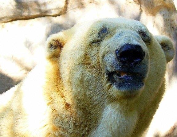 Een naar verluidt depressieve ijsbeer in een dierentuin in het Argentijnse Mendoza mag ondanks wereldwijde actie voor zijn verhuizing, niet naar Canada. De directeur van de dierentuin in Mendoza, Gustavo Pronotto, heeft bepaald dat de 28-jarige ijsbeer Arturo te oud is om een nieuw leven in Winnipeg te beginnen. Hij wordt gesteund door dierenartsen in de stad, meldden Canadese media woensdag. Op internet hebben meer dan een half miljoen mensen een petitie getekend om Arturo van zijn betonnen behuizing in Mendoza, bijna 1000 kilometer ten westen van Buenos Aires, naar de Assiniboine Park Zoo in Winnipeg te verhuizen. Enige ijsbeer in Arentinië Ook milieuorganisatie Greenpeace en de voormalige voorzitter van het Amerikaanse Huis van Afgevaardigden Newt Gingrich hebben zich voor de verhuizing van de volgens activisten depressieve Arturo uitgesproken. Arturo's partner, Pelusa, overleed in 2012. Hij is nu de enige ijsbeer in Argentinië. Pronotto stelt dat Arturo aan ouderdomskwalen lijdt en een verhuizing mogelijk niet overleeft. Hij zou met rust gelaten moeten worden. Wilde ijsberen kunnen tussen 15 en 18 jaar worden, in dierentuinen ergens in de 30 jaar.