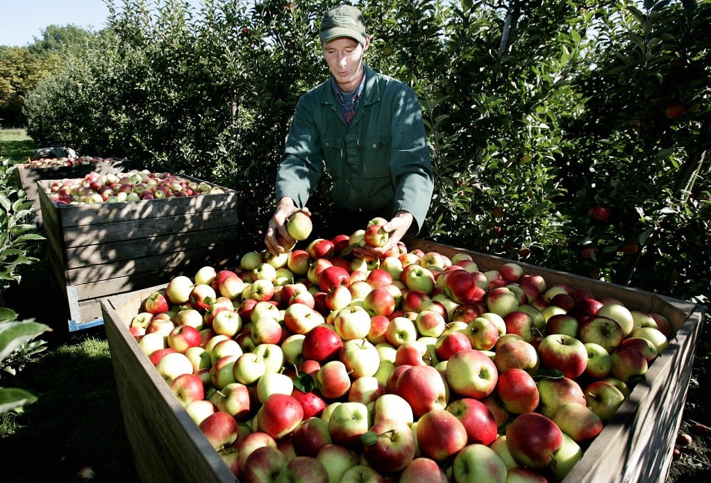 De Nederlandse appel- en perenoogst zal dit jaar goed zijn. Het belangrijkse appelras, de Elstar, kent een sterke groei. De Rubens is minder in trek. De eerste pluk wordt 2 weken eerder verwacht dan gemiddeld en vergeleken met 2013 zelfs 4 weken eerder. Toen kwam de oogst door het koude voorjaar juist later op gang. Dit jaar zal daarom sprake zijn van een langer verkoopseizoen voor appels en peren, meldt brancheorganisatie GroentenFruit Huis.