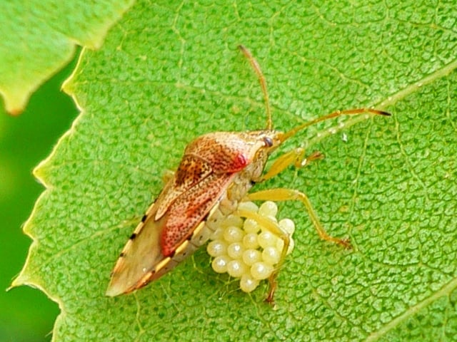 Er zijn dit jaar extreem veel berkenwantsen. De overlast veroorzakende beestjes zijn ook veel vroeger dan andere jaren, want gewoonlijk duiken de insecten pas in de herfst op. Berkenwantsen leven uitsluitend op berken. De wants komt daarom in Nederland overal voor waar berken staan en is zeer algemeen. Het insect heeft een lengte tussen de 6 en 9 millimeter en het lichaam is enigszins driehoekig. Berkenwantsen verspreiden een vieze lucht en kunnen daardoor een vakantie in caravan of tent vergallen. De diertjes zijn niet gevaarlijk voor de gezondheid, meldt de Natuurkalender. Nadat sommige gemeenten aan de bel trokken vanwege ernstige overlast door de wantsen, is onderzoek gedaan. Daaruit is gebleken dat er in het hele land in de buurt van berkenbomen zeer veel wantsen zitten. De zachte winter en het warme voorjaar zijn de oorzaak van de grote aantallen die veel vroeger dan normaal actief zijn.