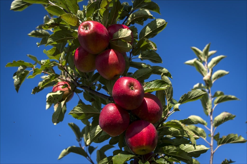 De Europese Commissie stelt 165 miljoen euro extra ter beschikking van fruit- en groentetelers die zijn getroffen door het Russische importverbod op Europese landbouwproducten. Dat maakte Brussel dinsdag bekend. Europa stelde al in augustus geld in het vooruitzicht voor producenten van bederfelijke groente en fruit, maar schortte deze maatregelen op na dubieuze claims. Brussel betwijfelde of sommige aanvragen voor compensatie wel realistisch waren. Om te voorkomen dat dit opnieuw gebeurt, heeft de commissie nu van tevoren vastgesteld welke volumes een land mag claimen. De volumes zijn gebaseerd op de export van de afgelopen 3 jaar.