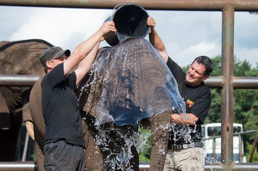 Miljoenen mensen accepteerden de ice bucket challenge en overgoten zichzelf met ijswater. Daarbij riepen ze, van wereldleider tot acteur, allemaal op om te doneren voor de strijd tegen de spierziekte ALS. Maar veel deelnemers blijken achteraf helemaal geen geld te hebben gegeven. Stichtingen die zich bezig houden met de bestrijding van en onderzoek naar de spierziekte ALS, hebben behoorlijk wat extra geld binnengehaald. Stichting ALS Nederland ontving in augustus 14.000 donaties tegen nog geen 200 voordat de halve wereld zich met ijswater overgoot. Wat de precieze opbrengst is, kan Stichting AlS Nederland nog niet zeggen.