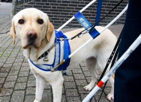 Taxichauffeurs mogen straks niet meer weigeren om een blindengeleidehond of andere hulphonden mee te nemen in hun taxi. Staatssecretaris Wilma Mansveld van Infrastructuur gaat een landelijke vervoerplicht in de wet vastleggen, zo schrijft ze woensdag aan de Tweede Kamer. Het ministerie heeft de afgelopen tijd gezocht naar andere oplossingen en met gemeenten gesproken om dit probleem aan te pakken, maar dat is niet gelukt. Onder meer Amsterdam en Den Haag, voerden al wel een vervoerplicht in, maar veel gemeenten deden niets en hebben ook geen plannen om dit te doen. Daarom bereidt ze toch wetgeving voor. Het wetsvoorstel wordt nu nader uitgewerkt en voor advies voorgelegd aan alle belanghebbenden. Mansveld verwacht dat de regels in de tweede helft van 2015 kunnen worden ingevoerd, maar dat is afhankelijk van de behandeling door beide Kamers. In de tussentijd blijft er overleg met gemeenten en vervoersorganisaties om al maatregelen te nemen, zoals voorlichting aan taxichauffeurs.