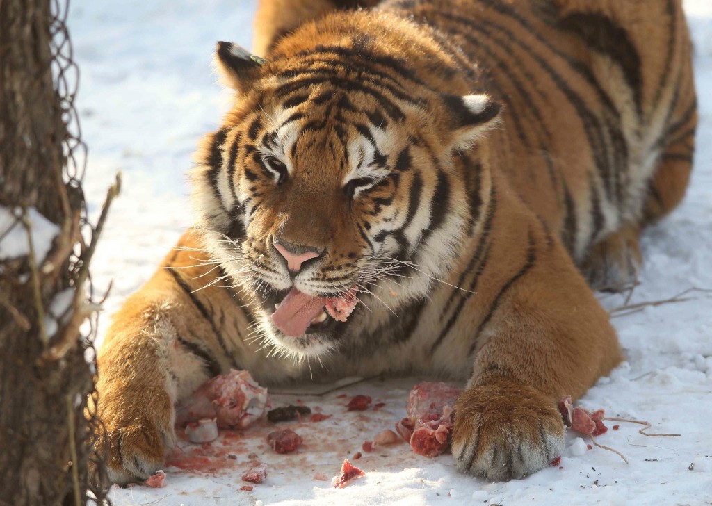 In China wordt jacht gemaakt op de Siberische tijger Koezia die de Russische president Vladimir Poetin eerder in zijn land losliet. Het dier is de grens overgestoken op zoek naar voedsel, meldde het staatspersbureau Xinhua donderdag. Poetin regelde in mei de vrijlating van drie van deze zeldzame tijgers in de afgelegen Siberische regio Amoer. Een daarvan is nu afgedaald naar een natuurpark in de noordoostelijke Chinese provincie Heilongjiang. De autoriteiten hebben van Russische collega's het verzoek gekregen Koezia te beschermen. Chinese boswachters plaatsen volgens Xinhua een heleboel camera's in het natuurpark om de tijger te 'spotten'. Als het dier eenmaal is gesignaleerd, zullen de boswachters indien noodzakelijk boeren in de omgeving waarschuwen voor de komst van Poetins tijger. Ze gaan mogelijk ook vee loslaten in de streek om Koezia's honger te stillen. Poetin zorgt vaker voor 'tijgernieuws'. Hij heeft volgens Russische media 6 jaar geleden een televisieploeg gered door een uit een wildpark ontsnapte tijger met een verdovingsgeweer neer te schieten.