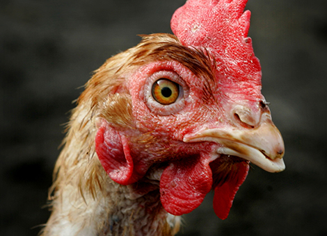 Op een bedrijf in het Gelderse Barneveld is vogelgriep vastgesteld. Circa 30.000 kippen van het bedrijf, die ook naar buiten konden, worden direct geruimd. Dat meldde het ministerie van Economische Zaken donderdag. Het gaat hoogstwaarschijnlijk om een milde H7-variant. Het departement verwacht vrijdag uitsluitsel. In een zone van ruim 1 kilometer rond het pluimveebedrijf geldt een vervoersverbod voor pluimvee, eieren, pluimveemest en gebruikt strooisel. In dit gebied bevinden zich nog zeventien pluimveebedrijven die worden gecontroleerd. In de zone geldt ook een ophok- en afschermplicht voor pluimveebedrijven. De maatregelen gelden voor drie weken. Een milde variant kan zich ontwikkelen tot een zeer besmettelijk en dodelijke variant en daarom is ingrijpen nodig. Uitbraak vogelgriep in 2014 Bij de laatste uitbraak werd geen vogelgriep vastgesteld in Barneveld. Wel werden er op een Barnevelds bedrijf uit voorzorg 8.000 eenden geruimd. Dat gebeurde omdat daar een vrachtwagen was langsgekomen die ook bij een bedrijf in Kamperveen was geweest waar vogelgriep was aangetroffen. Barneveld ligt midden op de de Veluwe en is het hart van de Nederlandse pluimveesector. Begin november werd een voor de dieren dodelijke variant van vogelgriep vastgesteld op een kippenboerderij in Hekendorp en later dook de ziekte ook op in Ter Aar, Kamperveen en Zoeterwoude. De griep is toen waarschijnlijk overgebracht door wilde eenden. Het pluimvee op de bedrijven moest lang binnenblijven. Sinds eind november werden geen nieuwe besmettingen vastgesteld, maar de kippen en eenden mochten pas begin februari weer naar buiten. Barneveld grootse kippencentrum van Nederland Barneveld is het grootste 'kippencentrum' van Nederland. In 2014 herbergde de gemeente meer dan 3,7 miljoen kippen, blijkt uit gegevens van het Centraal Bureau voor de Statistiek (CBS). Het gaat voornamelijk om leghennen. Barneveld telt in totaal 89 pluimveehouders. In de plaats bevindt zich ook het Nederlands Pluimveemuseum. Bovendien is Barneveld de naamgever van het kippenras 'Barnevelder'. Ook in het omliggende gebied zijn veel pluimveehouders gevestigd. In het naburige Ede bijvoorbeeld leven bijna 3,2 miljoen kippen.