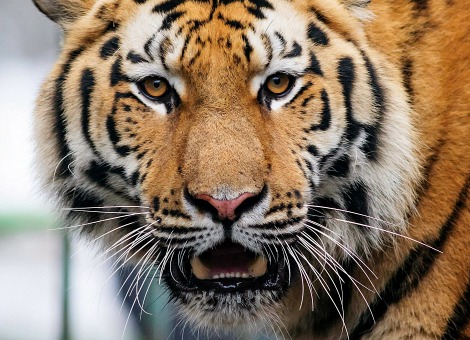 Een van de drie Siberische tijgers die jaren geleden door de Russische president Vladimir Poetin aan China werden geschonken, zaait dood en verderf in de Chinese provincie Fuyuan. Ustin zou op een boerenerf vijftien geiten hebben verscheurd. Drie andere dieren worden vermist en zijn waarschijnlijk opgegeten, aldus het staatspersbureau Xinhua woensdag. Toenmalig premier Poetin liet de dieren persoonlijk los in 2008 toen hij op bezoek was in China. Op foto's was te zien hoe de minister-president zelf een volgapparaat om de nek van het toen bewusteloze dier deed. De dieren werden uitgezet om de stand te vergroten.