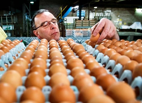 Staatssecretaris Sharon Dijksma (Economische Zaken) heeft donderdag opnieuw een landelijk vervoersverbod voor pluimvee, eieren, pluimveemest en strooisel van pluimveebedrijven ingesteld. Dat maatregel is genomen, omdat op een pluimveebedrijf in Ter Aar vogelgriep is vastgesteld. De ongeveer 43.000 legkippen op het bedrijf worden geruimd, aldus het ministerie van Economische Zaken. Het verbod geldt voor maximaal 72 uur. In een zone van ruim 10 kilometer rond de getroffen kippenboerderij geldt het vervoersverbod dertig dagen. Eerste geval in Hekendorp Het is het tweede geval van vogelgriep dat binnen een week is vastgesteld in Nederland. Zaterdag werd bij een reguliere controle vogelgriep ontdekt op een kippenboerderij in Hekendorp. Op het bedrijf in Hekendorp worden 150.000 legkippen afgemaakt. Zondag kondigde het ministerie een landelijk vervoersverbod af voor pluimvee, eieren, mest en gebruikt strooisel. Dat werd dinsdag opgeheven nadat uit onderzoek van de Nederlandse Voedsel- en Warenautoriteit bleek dat bij veertien bedrijven binnen een straal van 10 kilometer rond de boerderij geen vogelgriep is aangetroffen. Welke variant? In Hekendorp ging het om het voor dieren zeer besmettelijke vogelgriepvirus van het type H5N8. Dat is een type virus dat alleen bij direct en intensief contact met zieke dieren besmettelijk is voor de mens. Bij besmetting leidt het vaak tot een milde vorm van griep. Of het in Ter Aar ook om dezelfde variant gaat, is volgens staatssecretaris Dijksma pas op zijn vroegst morgen aan het einde van de dag bekend.