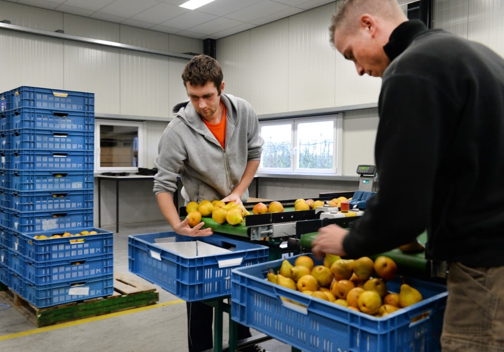 Peren worden steeds dominanter bij de export van Nederlands fruit. De consument geeft echter de voorkeur aan appels. De productie van peren is de laatste kwart eeuw verdrievoudigd. De oppervlakte perenbomen is de afgelopen 25 jaar met ruim 70 procent toegenomen en de opbrengst per hectare verdubbelde. Dit meldde het Centraal Bureau voor de Statistiek (CBS) dinsdag.