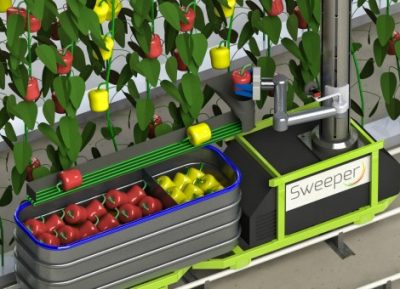 oogstrobot Worden de 1,3 miljard kilo paprika's die in Europa worden gekweekt over enkele jaren geoogst met een robotarm? Wel als het aan onderzoekers van het Wageningen University & Research Centre ligt. Volgende week gaat een nieuw onderzoeksprogramma van start voor de ontwikkeling van een oogstrobot voor paprika's die op termijn in een commerciële kas zal worden ingezet. Dat maakte Wageningen UR woensdag bekend. Het onderzoek wordt financieel ondersteund door het Horizon 2020-programma van de Europese Unie. Daarmee is een bedrag van 4 miljoen euro gemoeid. Partners uit Zweden, Israël en België nemen de komende drie jaar deel aan het project, alsook paprikateler De Tuindershoek uit IJsselmuiden. CROPS-project Het onderzoeksprogramma bouwt voort op een eerder Europees project, genaamd Clever Robots for Crops (CROPS), dat vorig jaar is afgerond. Daarbij is een paprika-oogstrobot ontwikkeld die zelfstandig vruchten kan vinden, vastpakken, afsnijden en wegleggen. "Het succespercentage van het plukken en de doorlooptijd zijn in de praktijk nu nog onvoldoende, maar met de eerste werkende paprika-oogstrobot in een realistische omgeving is er een belangrijke mijlpaal bereikt", schrijft Wageningen UR. Het nieuwe project moet uiteindelijk een robot opleveren die efficiënt genoeg is om op grote schaal in kassen in te zetten. "Hiermee kan de robot de leidende rol van Europa op het gebied van landbouwrobotica versterken", aldus Wageningen UR. "Ook verbetert hiermee het concurrerend vermogen van de Europese glastuinbouwsector, die te maken heeft met een gebrek aan ervaren arbeidskrachten." Bekijk hieronder een demonstratie van de paprika-oogstrobot in het lab.