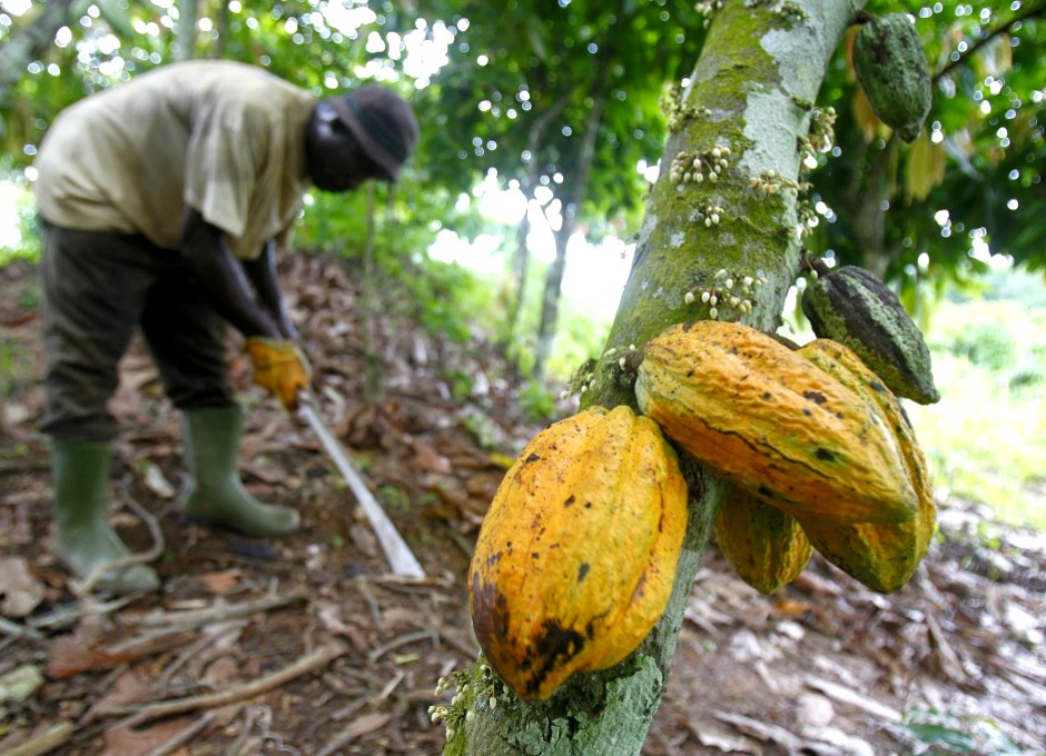 Bijna twee derde van de wereldproductie van cacaobonen komt uit Ghana en Ivoorkust. Grote, westerse chocoladebedrijven zien enorme groeikansen in Azië, maar vrezen structurele aanbodtekorten. Chocola wordt een mondiaal middenklasseproduct, met Azië als groeimotor, zo verwachten fabrikanten eensgezind. Alleen al in China zal de markt voor chocoladeproducten groeien naar een omvang van 4,3 miljard dollar in 2019, 60 procent meer dan in 2014, zo voorspelde Kit Kat-producent Hershey afgelopen jaar. Maar chocolademakers hebben wel een serieus probleem: het aanbod is krap, té krap. Van de mondiale cacaoproductie komt ongeveer 60 procent uit twee landen, Ghana en Ivoorkust. In het oogstseizoen dat op 30 september 2015 eindigde, zakte de Ghanese cacaoproductie met 18 procent als gevolg van droog weer en overheidsingrepen, terwijl Ivoorkust een lichte plus boekte van 2,8 procent. Het probleem gaat echter dieper dan incidentele misoogsten, schetst zakenkrant The Wall Street Journal. Afrikaanse cacaoproductie ondermaats De productiviteit van de cacaoboeren in Ghana en Ivoorkust laat nog veel te wensen over. Reden voor grote westerse chocoladefabrikanten zoals Milka-maker Mondelez om samen met enkele collega's liefst 1 miljard dollar uit te trekken voor duurzame productiviteitsprogramma's, gericht op cacaoboeren in de twee Afrikaanse landen. De omstandigheden voor cacaoboeren zijn de afgelopen jaren lastiger geworden, stelt projectmanager Yaa Amekudzi van Mondelez tegenover de WSJ. Amekudzi gaat over een kwart van de 400 miljoen dollar die Mondelez heeft gereserveerd voor zijn Afrikaanse duurzaamheidsprogramma. Problemen die ze ziet, zijn onder meer het gebrek aan regen, ontbossing en jongeren die richting de stad trekken. Maar er is meer. Achterhaalde productietechnieken De productietechnieken van Ghana en de Ivoorkust leveren geen optimale opbrengsten. Dat was reden voor chocolademaker Mars om een team van landbouwspecialisten uit Ivoorkust naar Indonesië te sturen om te leren van aldaar gebruikte technieken voor een betere productiviteit. De eerst resultaten zijn inmiddels zichtbaar in het Ivooriaanse dorpje Petit Bondoukou, waar de cacao-opbrenst per hectare is gestegen naar 3.000 kilogram, ongeveer zes keer het nationale gemiddelde, aldus de WSJ. Toch blijft het een grote uitdaging om de cacaoverbouw voor toekomstige generaties Afrikaanse boeren aantrekkelijk te houden, stelt Yaa Amekudzi van Mondelez: "We moeten de huidige negatieve spiraal doorbreken, en de productiviteit en inkomens verbeteren om de volgende generatie te inspireren. Zonder volgende generatie boeren, zal er geen cacao meer zijn."