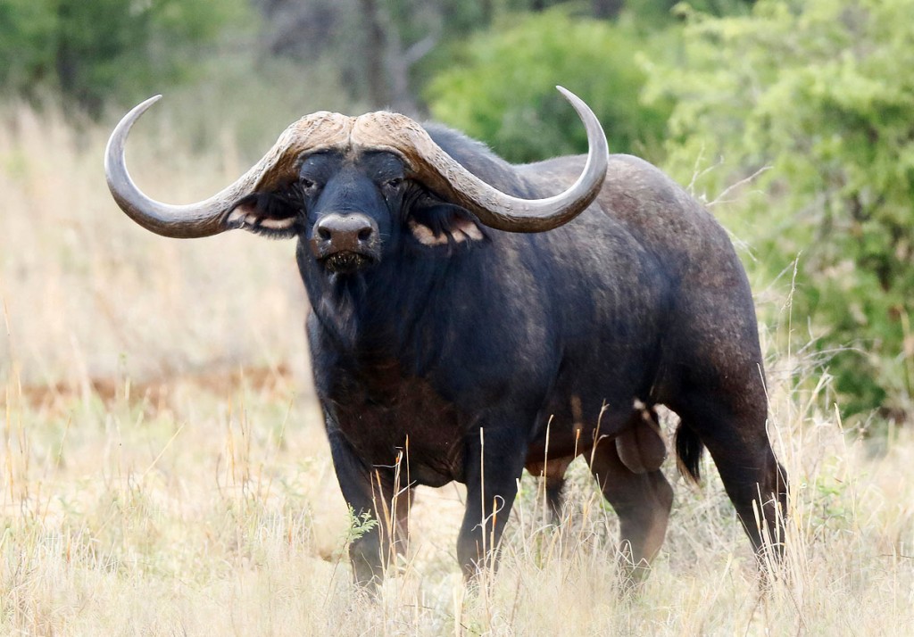Buffel Horison, met een hoornspanwijte van 140 centimeter. Foto: Piet du Toit