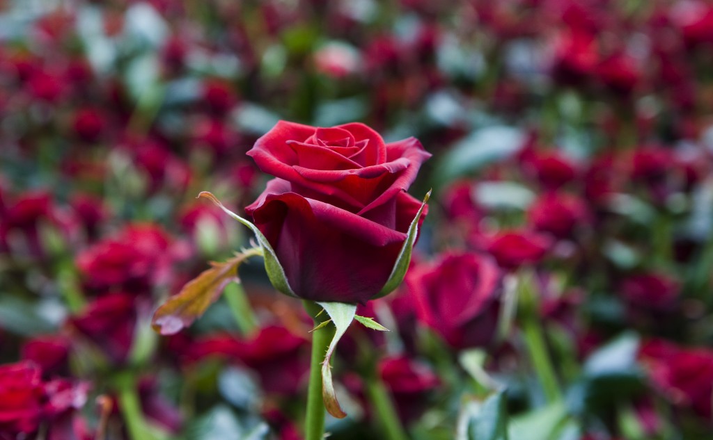 Er worden steeds minder rozen in Nederland gekweekt. In de afgelopen vijftien jaar is het aantal bedrijven dat in Nederland rozen teelt gedaald van 765 naar 120. De bloemen komen steeds vaker uit Afrika, waar Nederlandse bedrijven hun teelt naar hebben verplaatst.