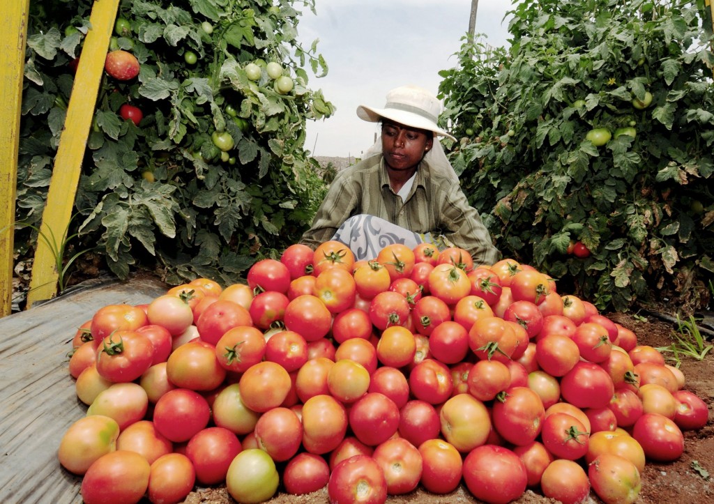 Tomatenoogst in India toen er nog geen extreme droogte was. Foto: EPA