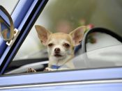 Het is één van de dingen waar je altijd bijna obsessief voor gewaarschuwd wordt als je begint met autorijden: laat nooit, maar dan ook echt nooit een huisdier, of nog erger, een kind in de auto achter op een hete dag. Met de net vrijgegeven 8.0 software update heeft Tesla een innovatie geïntroduceerd in de autowereld die dat toch mogelijk maakt. Het heet "Cabin Overheat Protection."