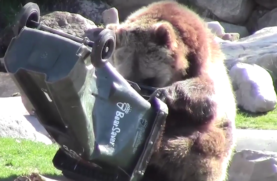 De beste manier om te zien of je je product degelijk hebt gebouwd, is door 'm tussen een stel grizzlyberen te gooien. Het Grizzly & Wolf Discovery Center in West Yellowstone, een Amerikaans natuurpark, geeft gewilde labels uit voor buitenproducten die een bijzondere test doorstaan: gebruik door echte grizzlyberen. Wilde Amerikaanse beren die in auto's inbreken of mensen aanvallen, kunnen rekenen op een strenge behandeling. Ze worden naar een dierentuin gebracht, honderden kilometers verderop uitgezet of krijgen een spuitje. Of: ze worden consumer product consultant, schrijft zakenkrant The Wall Street Journal.