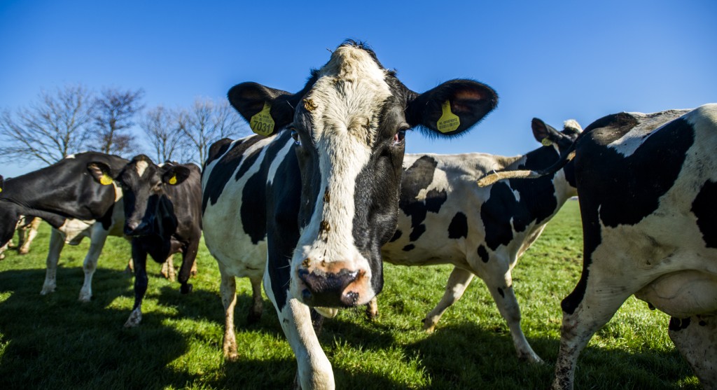 FrieslandCampina gaat melkveehouders een half jaar lang 10 cent betalen per liter melk die ze niet produceren. Het zuivelconcern wil daarmee bijdragen aan vermindering van de melkproductie en daarmee de productie van fosfaat.
