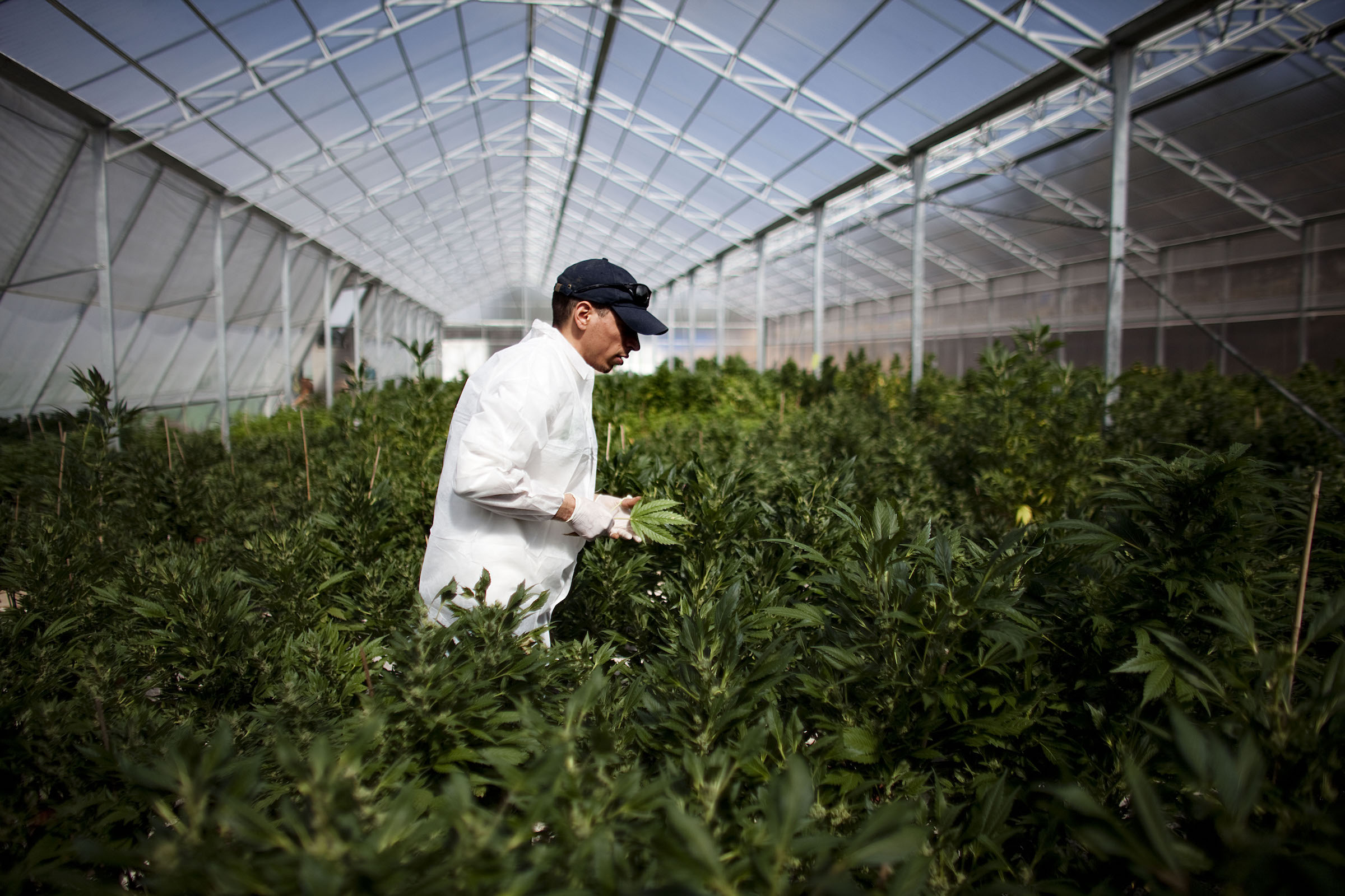 DELOITTE: Legal weed could be a $22.6 billion industry in Canada