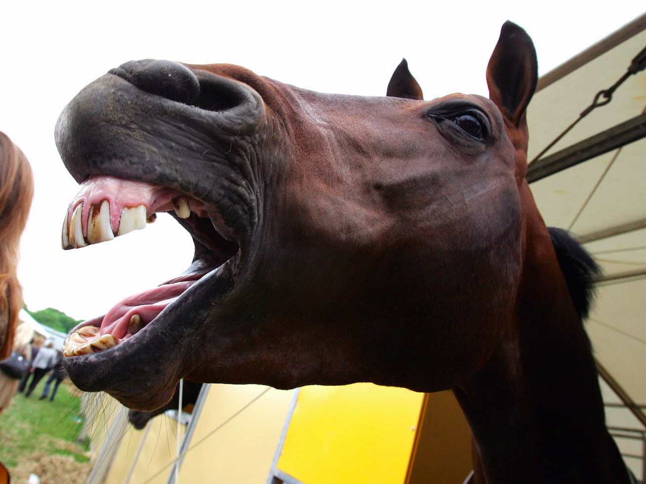 Конь с открытым ртом