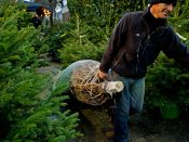 Op 10 december aanstaande, het eerste weekend na Sinterklaas, is het 'groene zaterdag': de dag dat naar verwachting de meest kerstbomen worden gekocht in Nederland. Waar moet je op letten en hoe zit het met de prijzen? In de aanloop naar kerst gaan miljoenen Nederlanders zoek naar hun ideale kerstboom. Die zijn er in vele soorten, maten en prijzen. Wat zijn de belangrijkste keuzes die je daarbij kunt maken? Business Insider zocht naar nuttige tips en helpt je op weg, inclusief een prijzenindex van de populaire Nordmann-kerstboom.