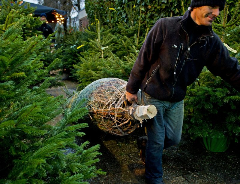 Misleidend Plantage kalender Kerstboom kopen? Bij IKEA, Gamma en Praxis vind je de beste deals