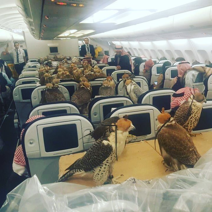 Vogels, vliegtuig, valken