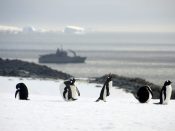 2016-03-19 00:00:00 epa05221700 Handout picture provided by the Chilean Navy on 19 March 2016 showing some penguins with the Aquiles ship in the background on which a group of scientists from the Chilean Antarctic Institute (Inach) and Chilean Navy personnel, have concluded a month long mission to investigate the origins of the white continent, according to officials sources of the Inach. The trip has taken them over 7,095 kms during a 28 day period, arriving to Valparaiso, Central Chile. EPA/ALEJANDRO VEJAR / CHILEAN NAVY HANDOUT EDITORIAL USE ONLY/NO SALES