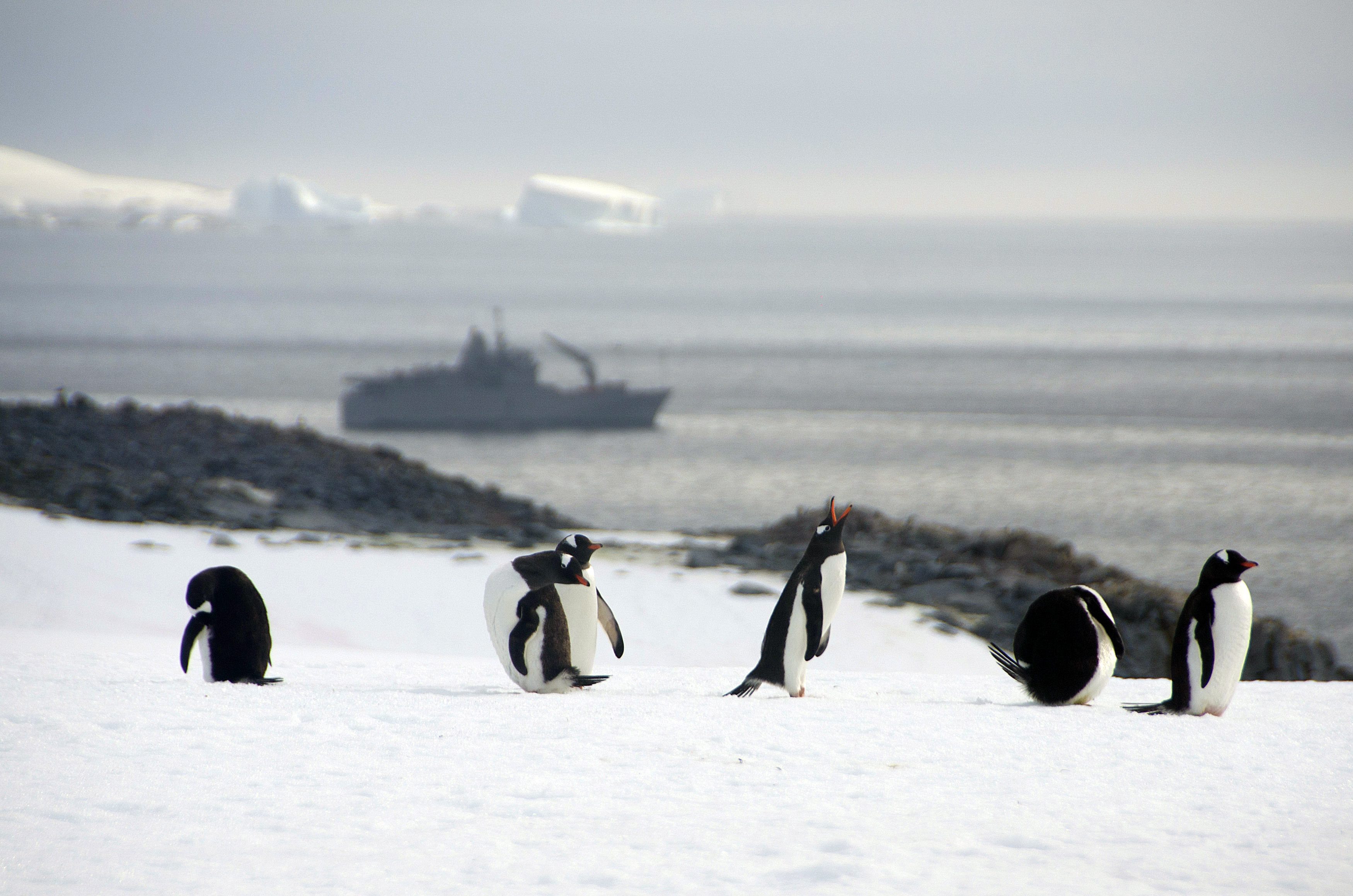 2016-03-19 00:00:00 epa05221700 Handout picture provided by the Chilean Navy on 19 March 2016 showing some penguins with the Aquiles ship in the background on which a group of scientists from the Chilean Antarctic Institute (Inach) and Chilean Navy personnel, have concluded a month long mission to investigate the origins of the white continent, according to officials sources of the Inach. The trip has taken them over 7,095 kms during a 28 day period, arriving to Valparaiso, Central Chile. EPA/ALEJANDRO VEJAR / CHILEAN NAVY HANDOUT EDITORIAL USE ONLY/NO SALES