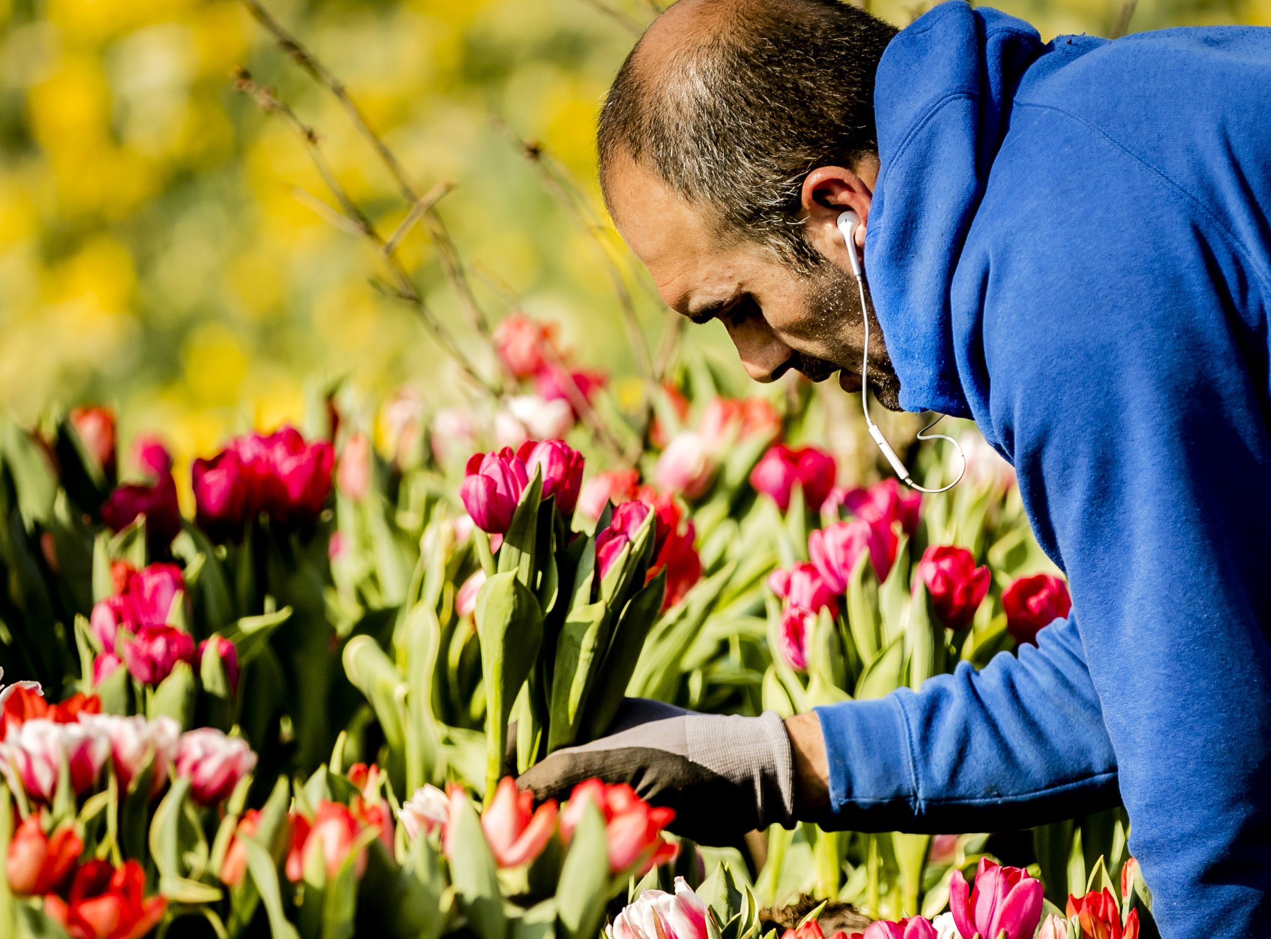 economie, Nederland bloei