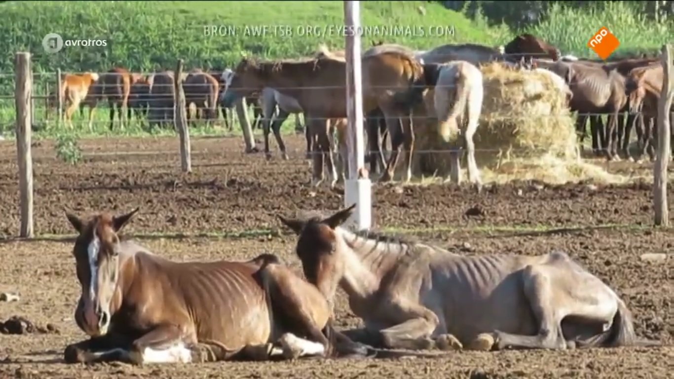 paardenvlees radar bitterballen kroketten