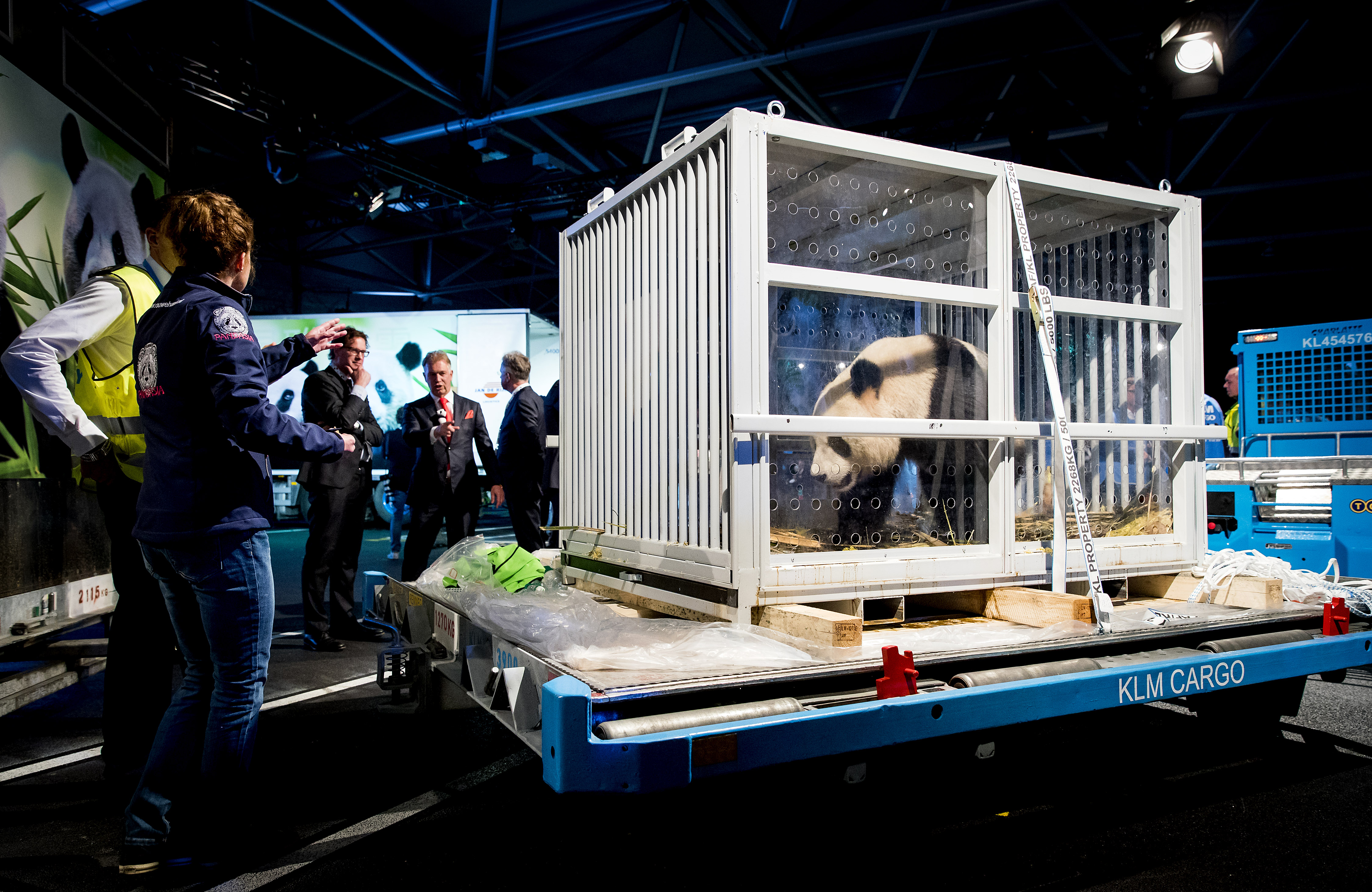 Reuzenpanda's Wu Wen en Xing Ya komen vanuit China aan op Schiphol. De drie en een half jaar oude panda's worden opgenomen in een verblijf in Ouwehands Dierentuin in Rhenen. Foto: ANP