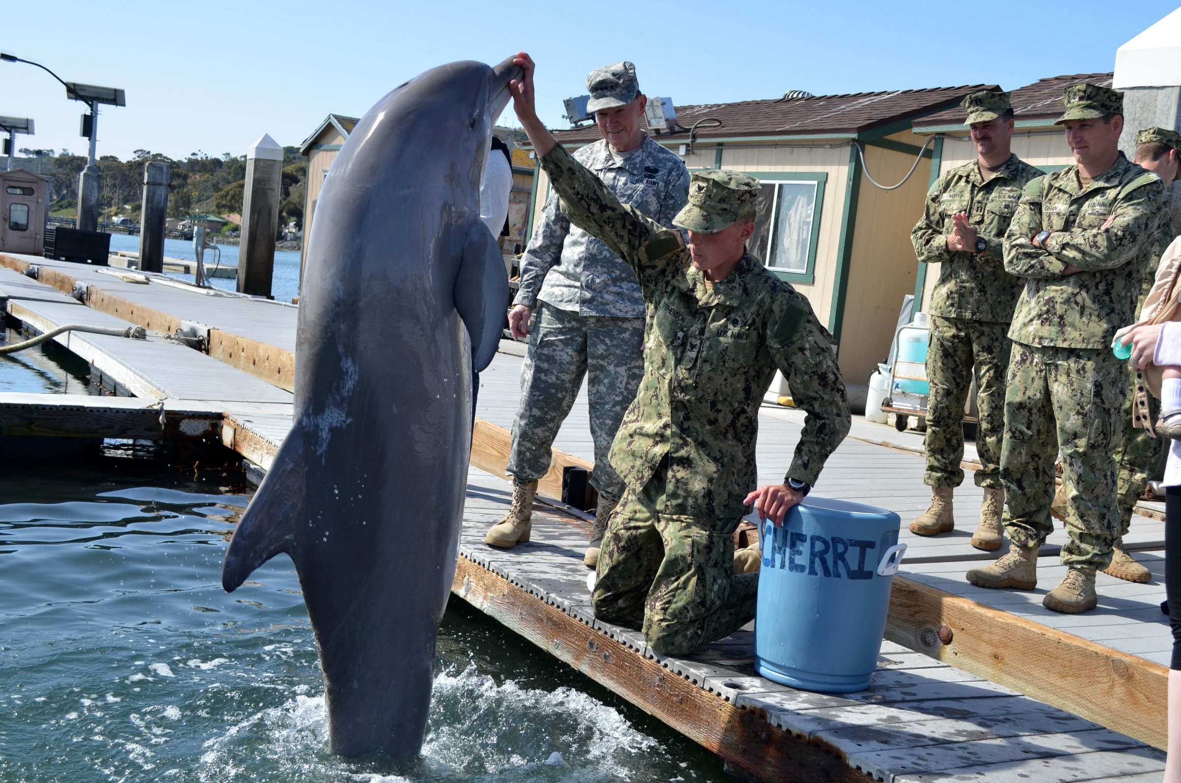 marine vs dolfijnen mijnen opsporen leger militaire zoogdieren