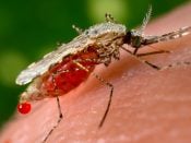 malaria reizen vakantie vaccinatie