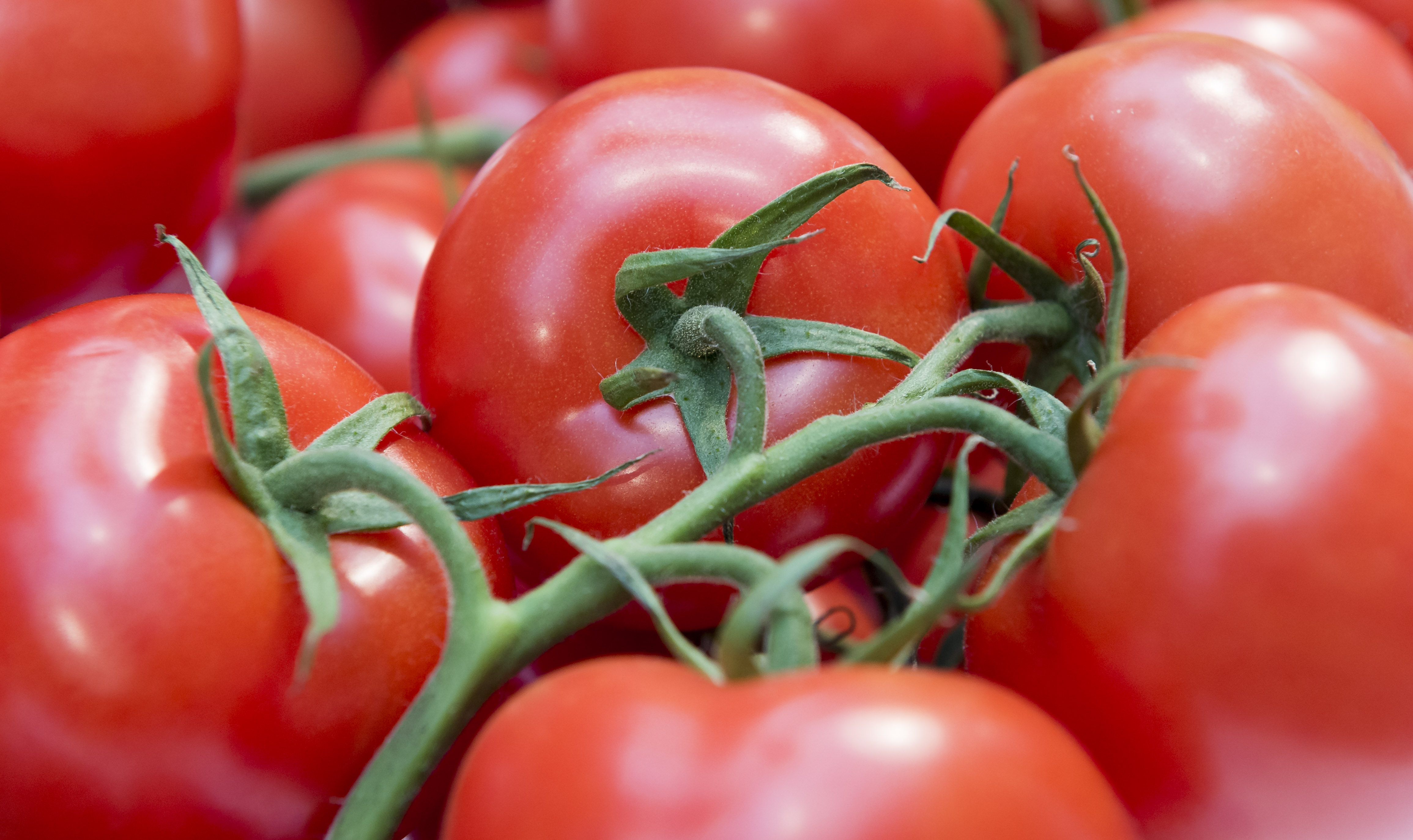 2015-03-26 09:19:36 ROTTERDAM - Tomaten tijdens het groentecongres. Het congres, een gezamenlijk evenement van de zorgsector en de groente en fruitsector, staat in het teken van het belang van groente voor een gezonde leefstijl. ANP LEX VAN LIESHOUT