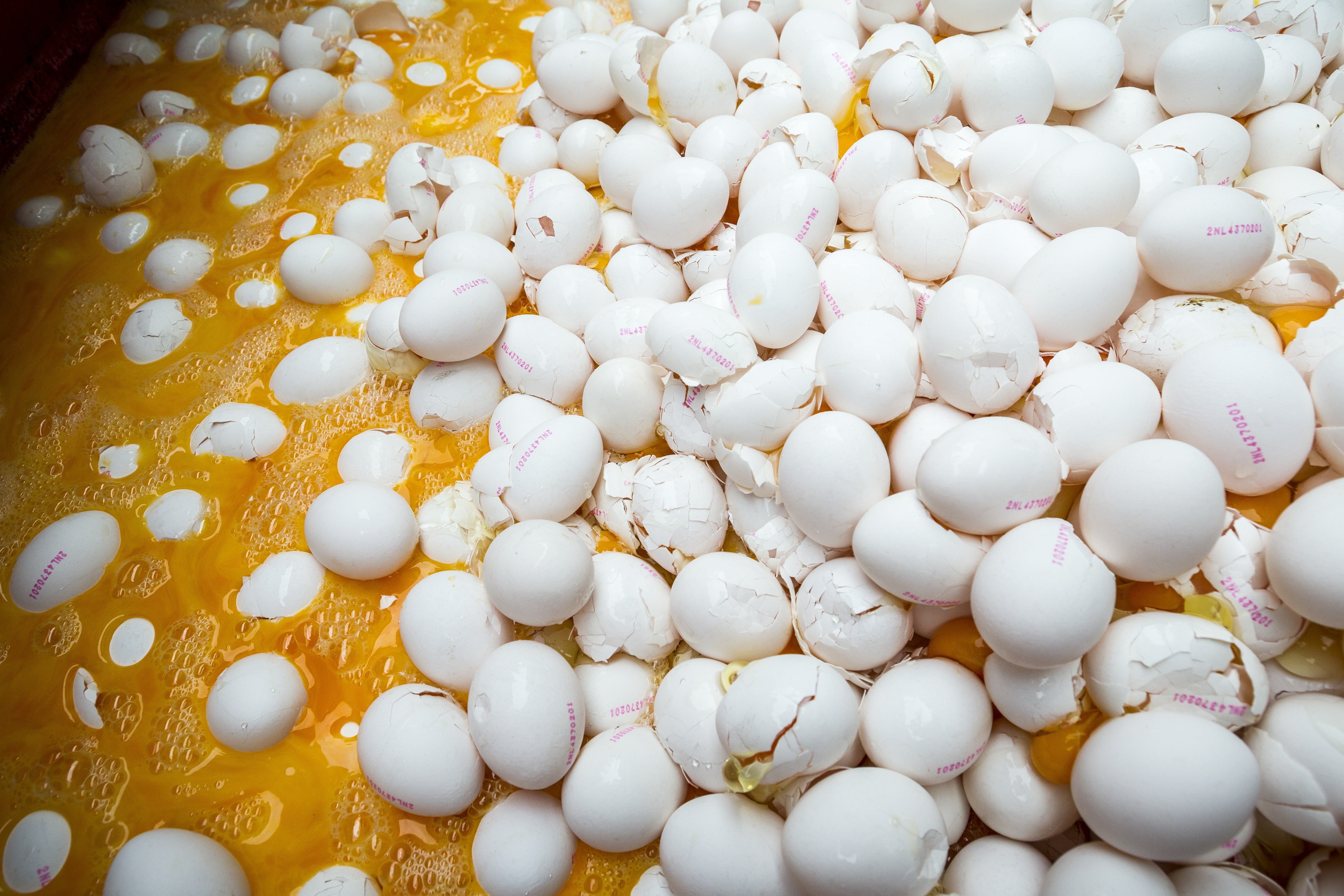 2017-08-02 14:51:16 ONSTWEDDE - Eieren worden op last van de Nederlandse Voedsel- en Warenautoriteit (NVWA) vernietigd bij een pluimveehouder. ANP PATRICK HUISMAN