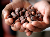 Cacao uit Peru