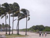 2017-09-09 14:31:51 epa06195269 People walk past blowing palm trees as the weather conditions deteriorate due to Hurricane Irma in Miami Beach, Florida, USA, 09 September 2017. Many areas are under mandatory evacuation orders as Irma approaches Florida. EPA/ERIK S. LESSER