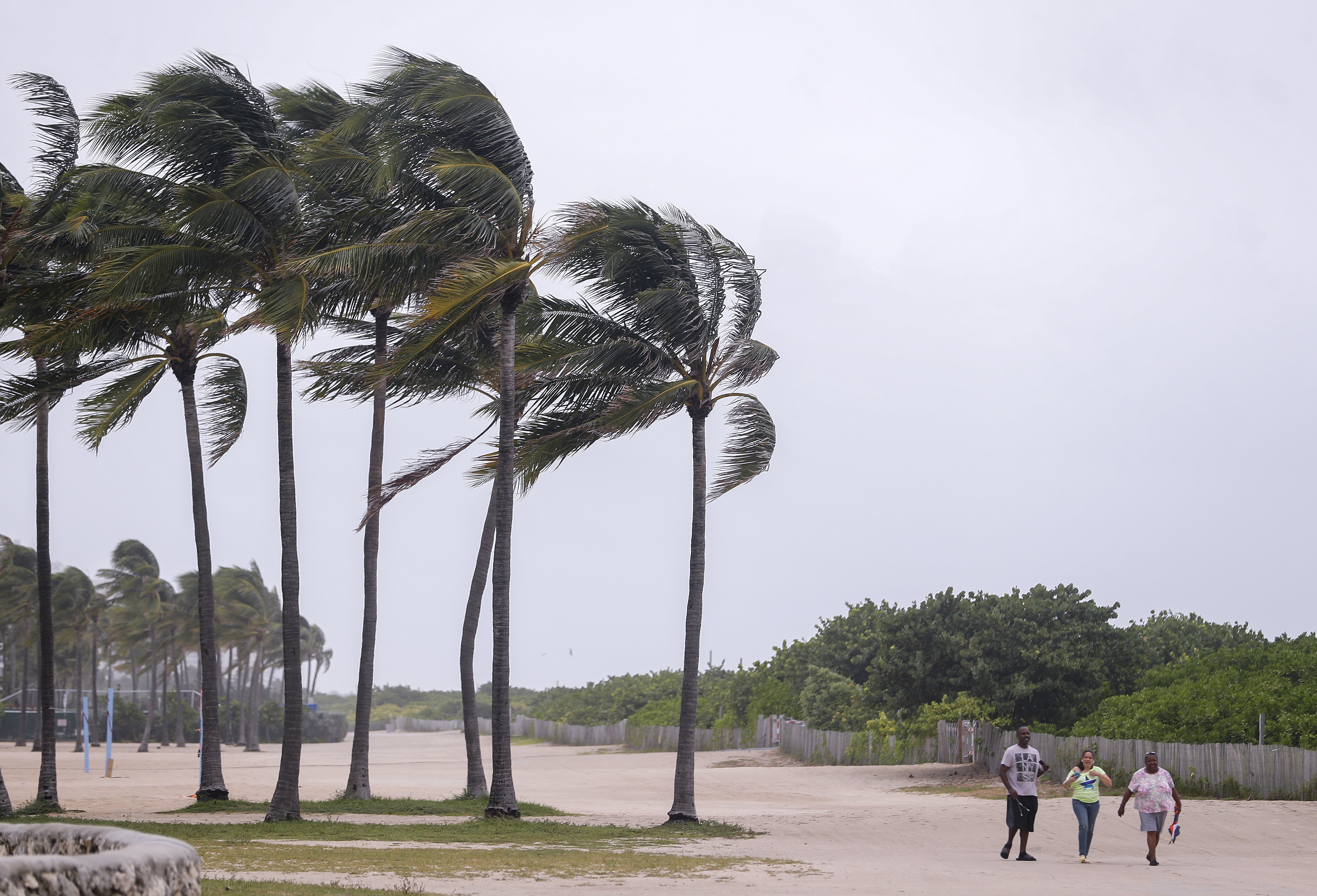 2017-09-09 14:31:51 epa06195269 People walk past blowing palm trees as the weather conditions deteriorate due to Hurricane Irma in Miami Beach, Florida, USA, 09 September 2017. Many areas are under mandatory evacuation orders as Irma approaches Florida. EPA/ERIK S. LESSER