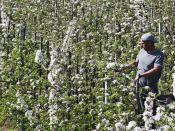 lokverbod, vogels, fruit, boeren, telers