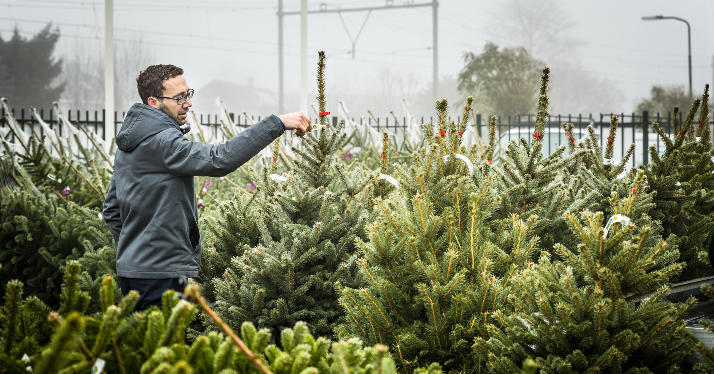 kerstboom kopen bij ikea gamma en praxis vind je de beste deals