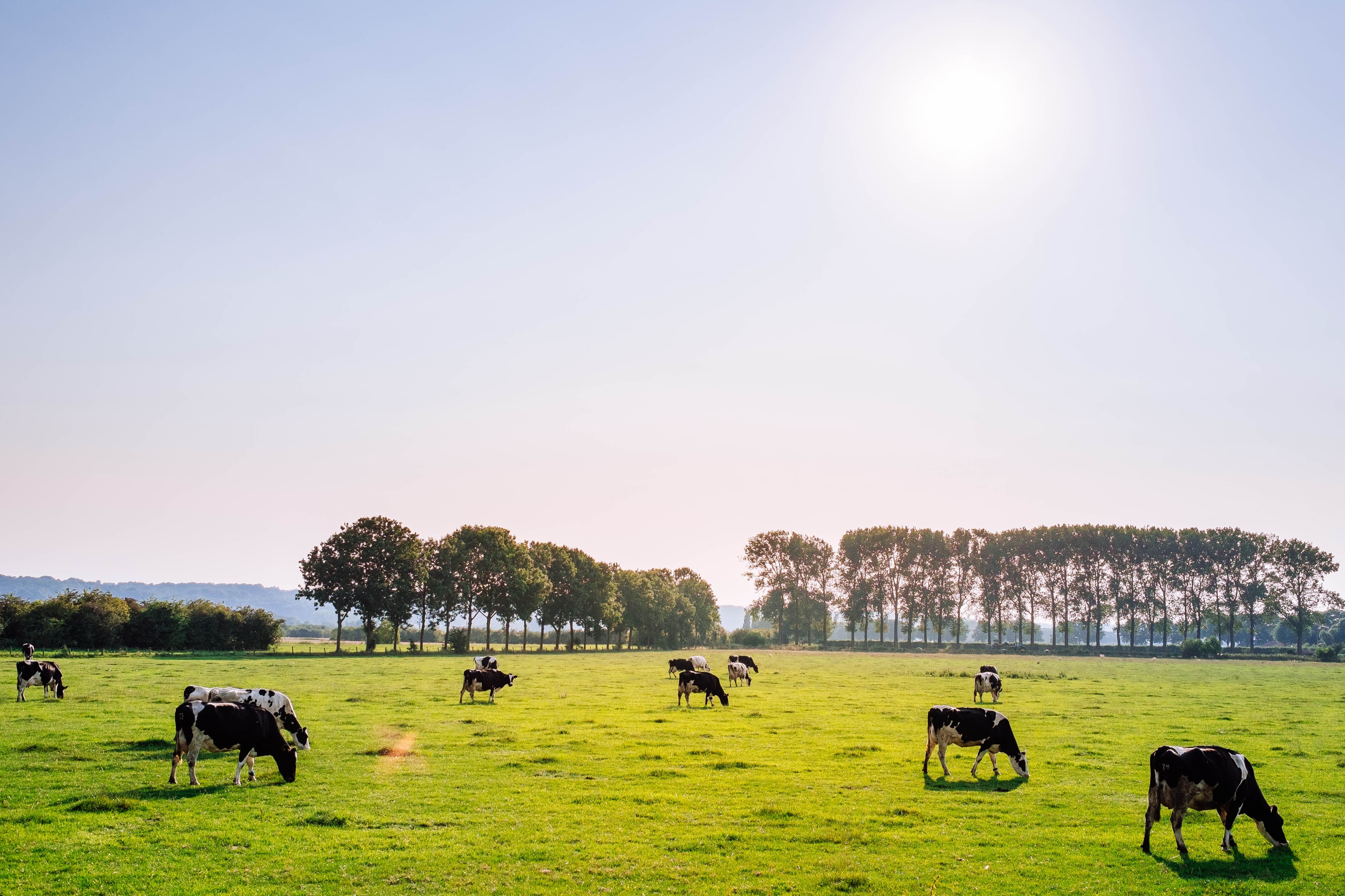 iot agri vodafone business insider koeien platteland